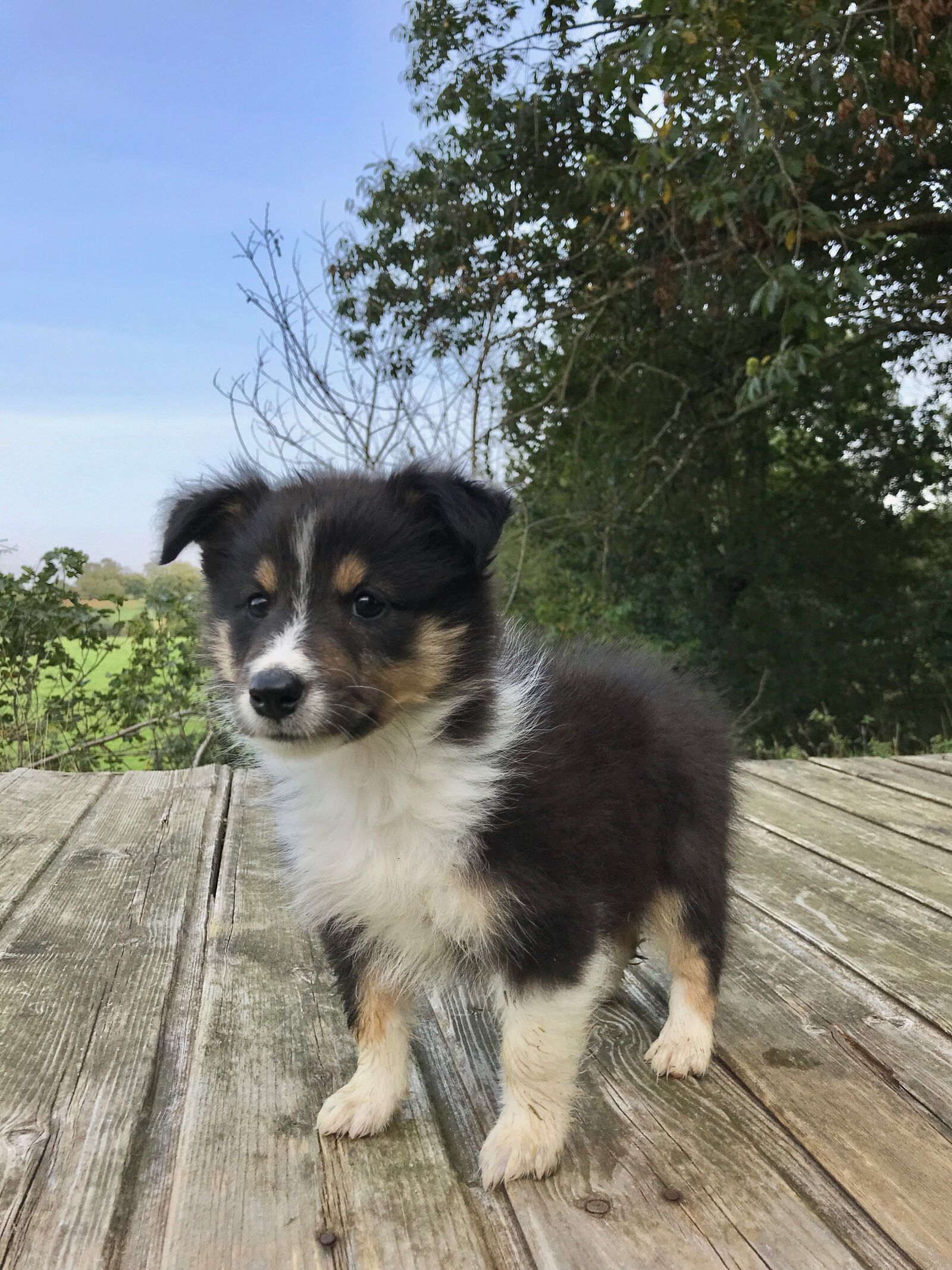 iPhone 7 back camera 3.99mm f/1.8 sample photo. Dog, puppy, pup photography