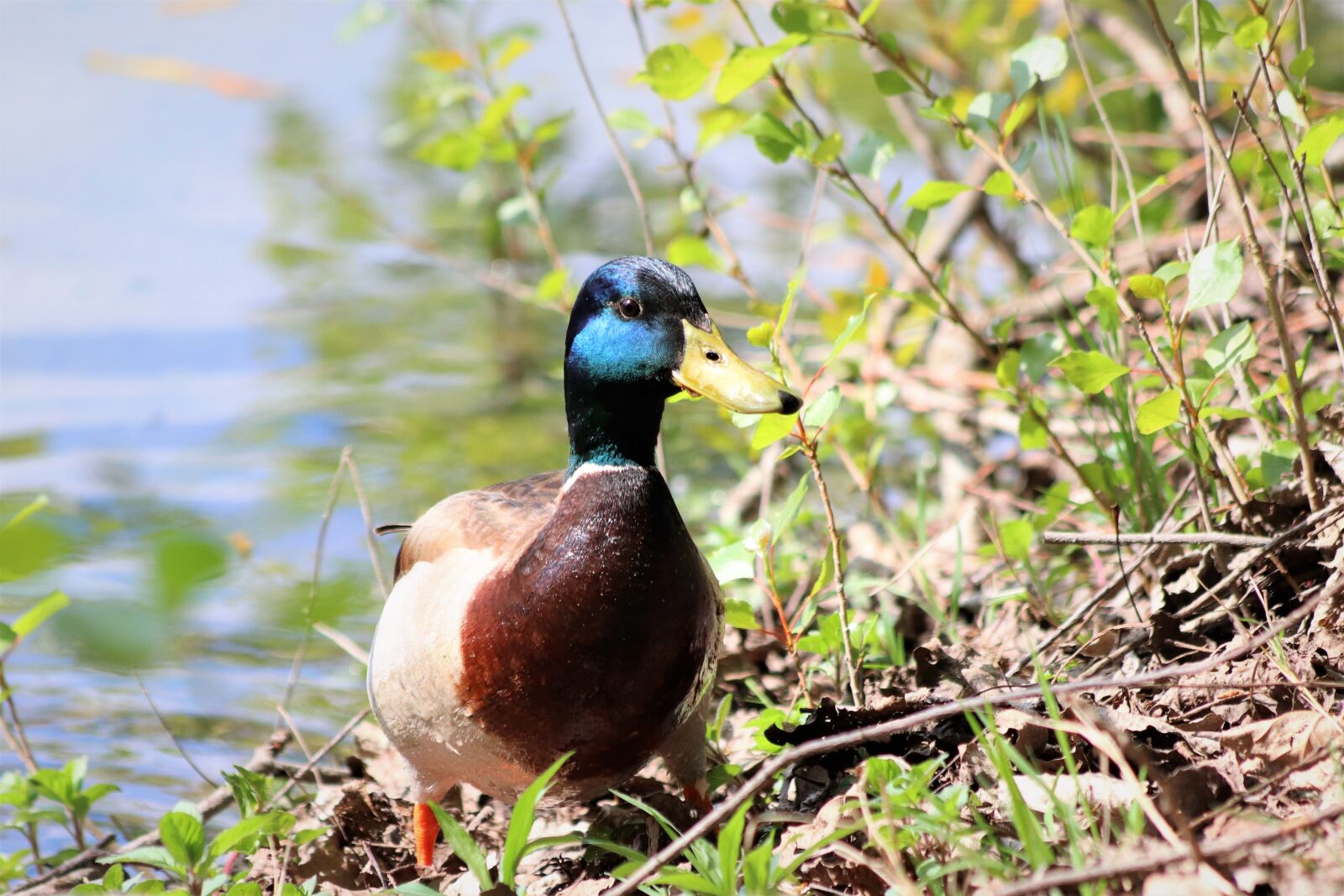 Canon EOS 200D (EOS Rebel SL2 / EOS Kiss X9) sample photo. Male duck, colorful plumage photography
