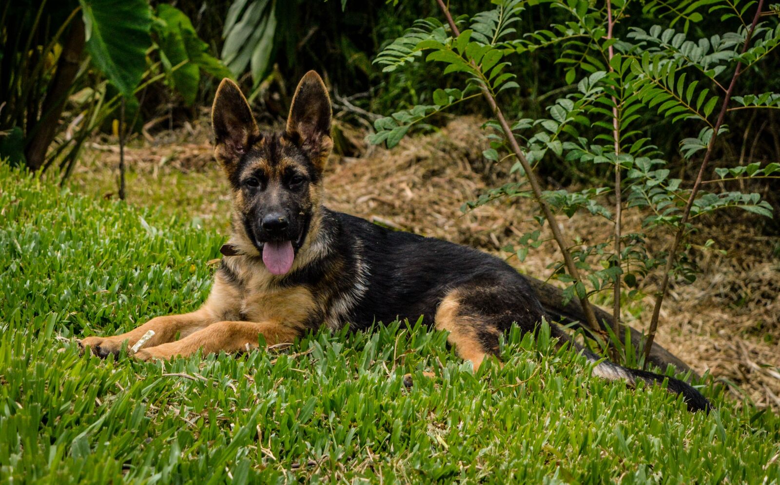 Nikon D3200 sample photo. Dog, german shepherd, animal photography