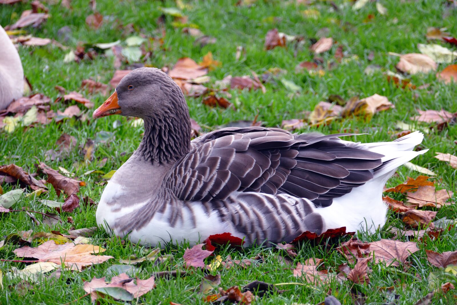 Panasonic Lumix DMC-FZ1000 sample photo. Animal, avian, beak, close photography