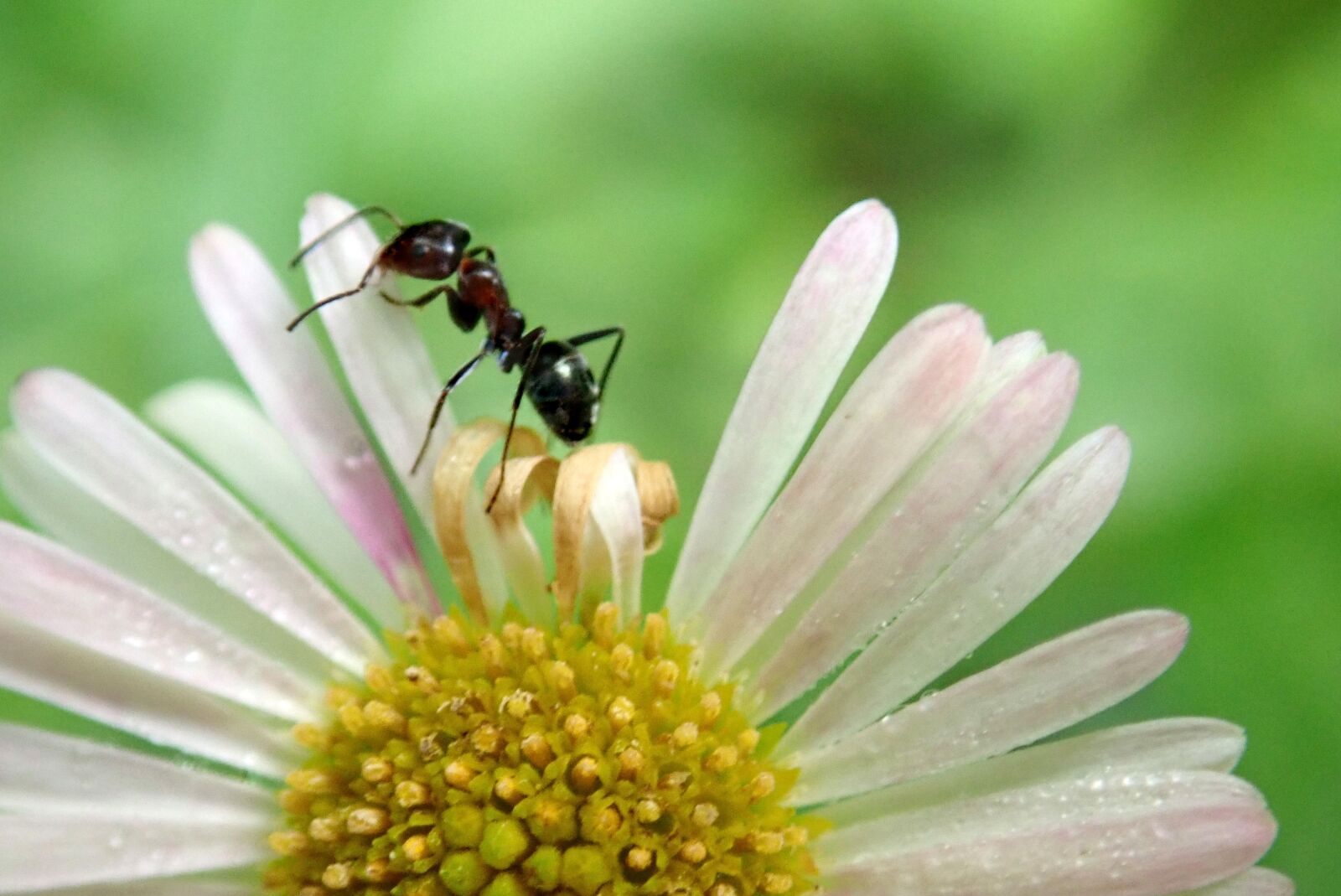 Olympus TG-5 sample photo. Ant, insect, flower photography