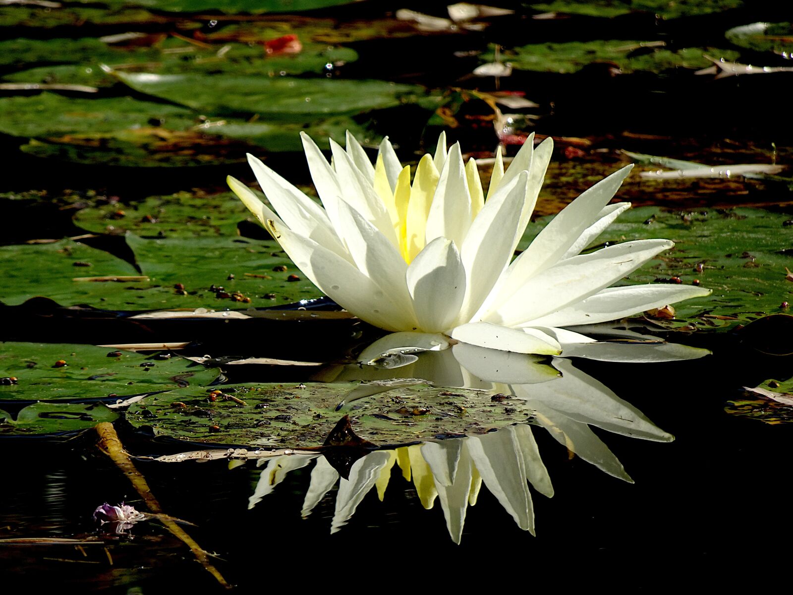Sony Cyber-shot DSC-HX90V sample photo. Water lilies, water plants photography