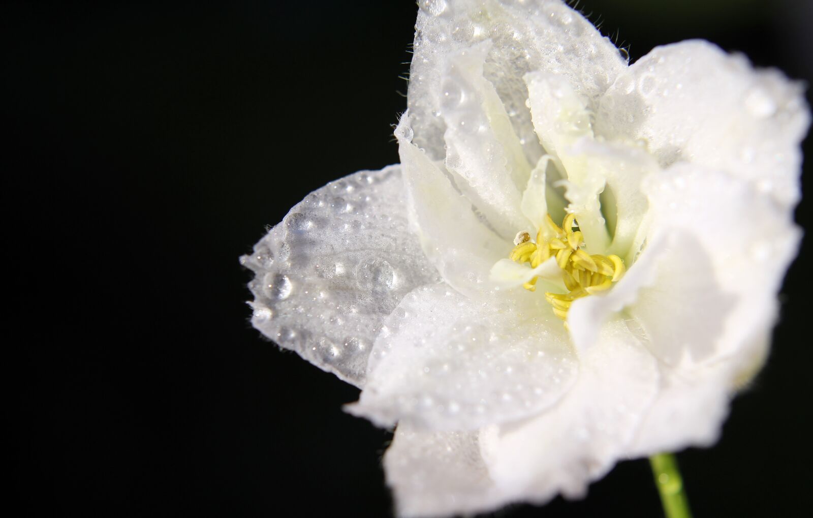 Canon EOS 60D sample photo. Delphinium, macro, drops photography