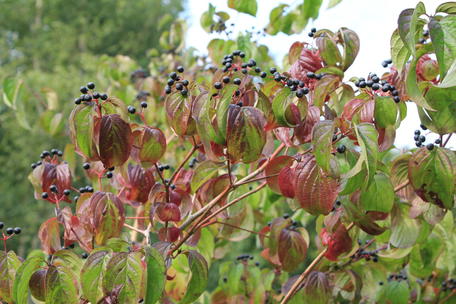 Canon EOS 550D (EOS Rebel T2i / EOS Kiss X4) sample photo. Elder, autumn, berries photography