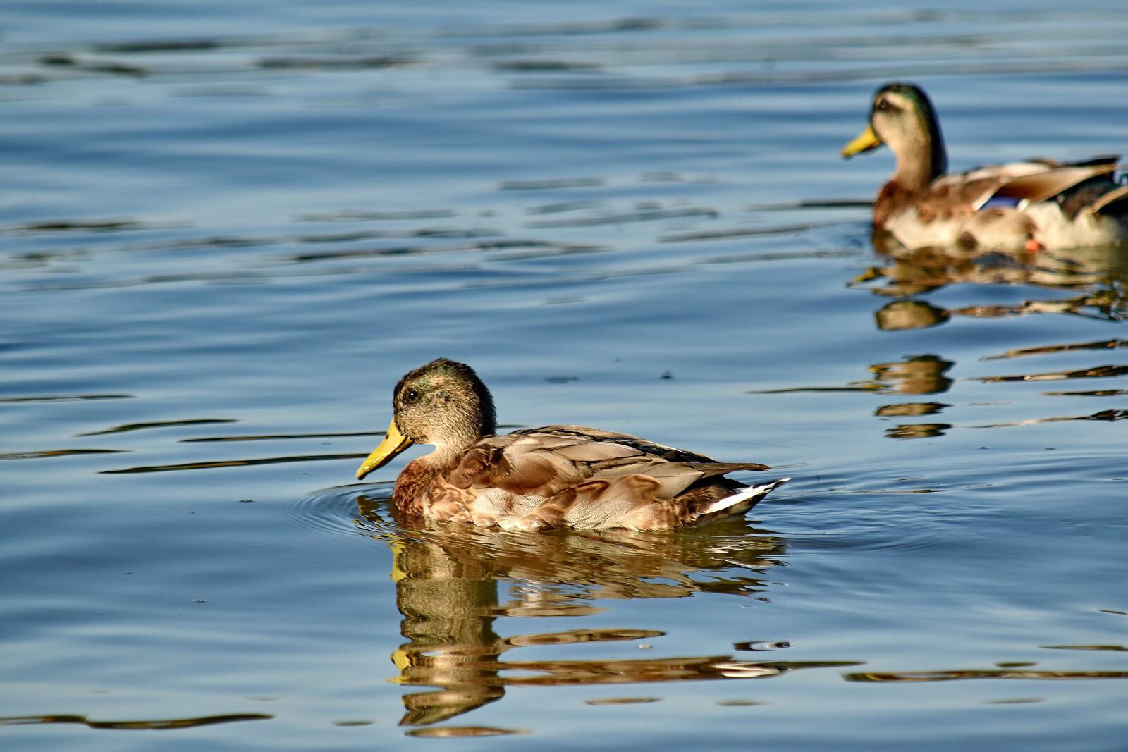 Nikon D5500 sample photo. Reflection, sunrays, wildlife, water photography
