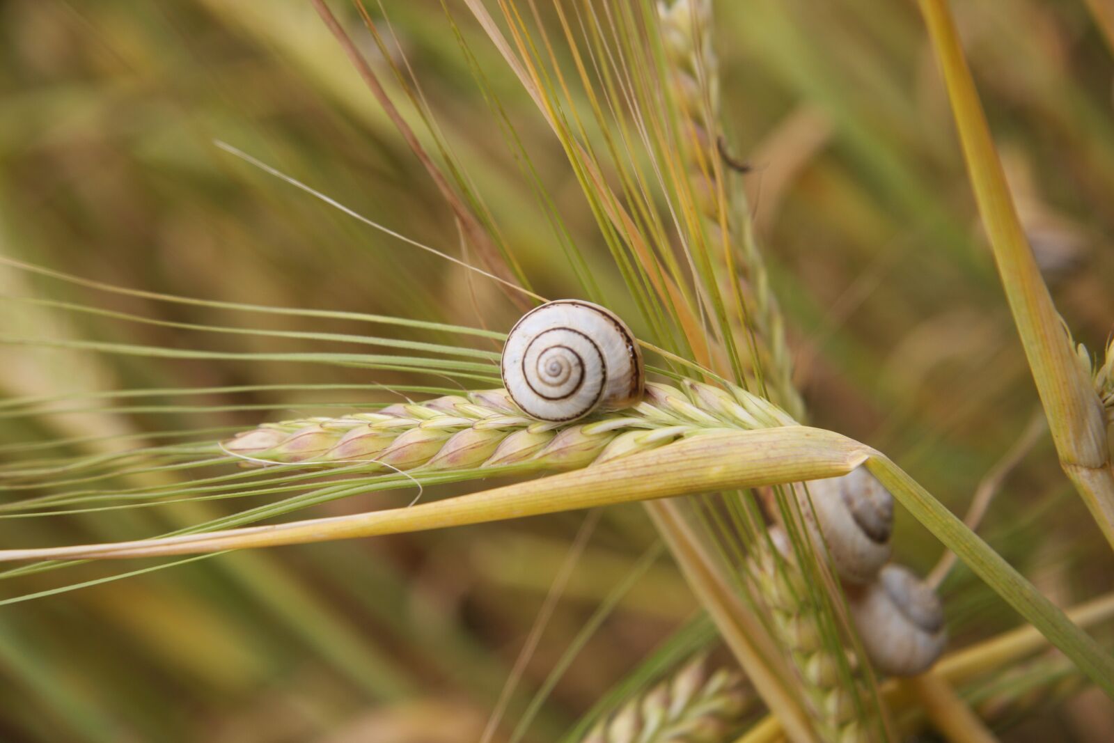 Canon EOS 40D sample photo. Snail, wheat, summer photography