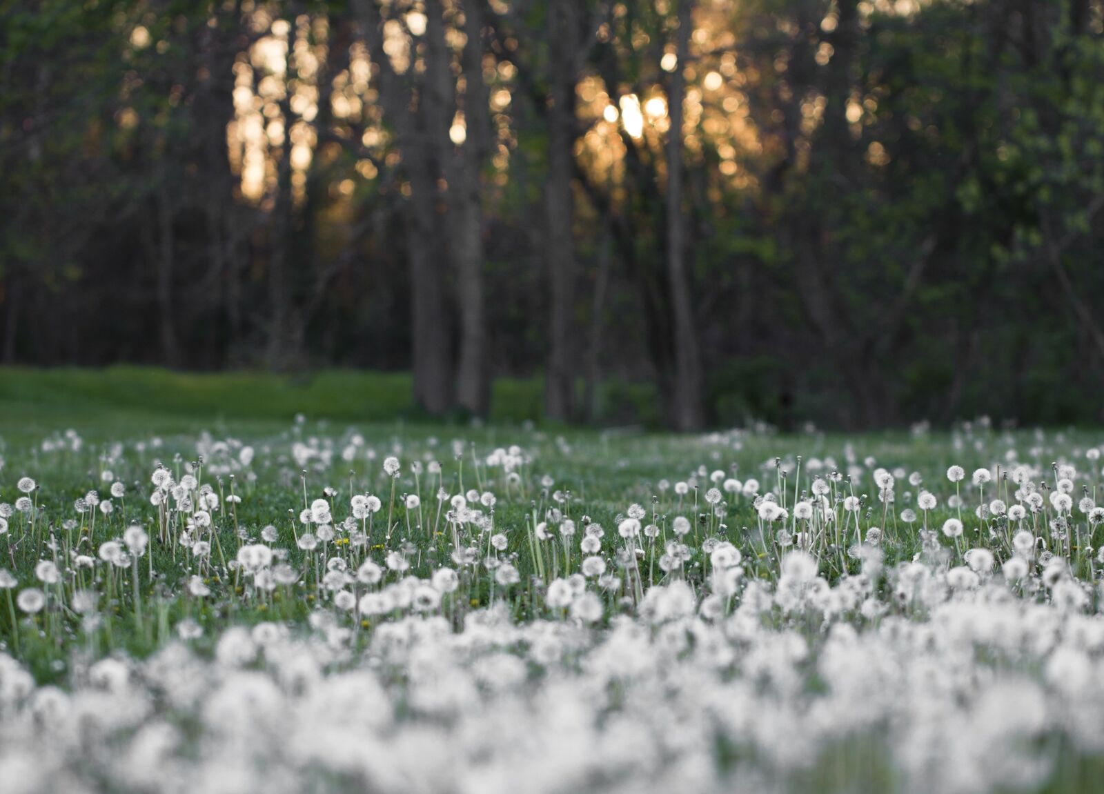 Canon EF 100mm F2.8L Macro IS USM sample photo. Dandelions, white, field photography