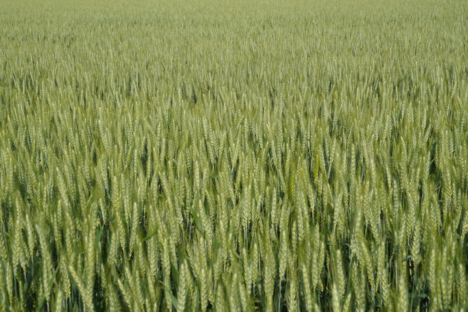 Sony a6400 sample photo. Wheat, field, green photography