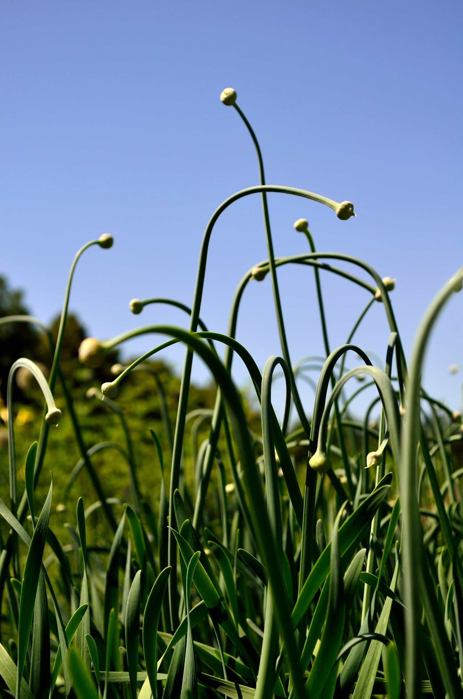 Nikon D5100 sample photo. Plants, motley grass, summer photography