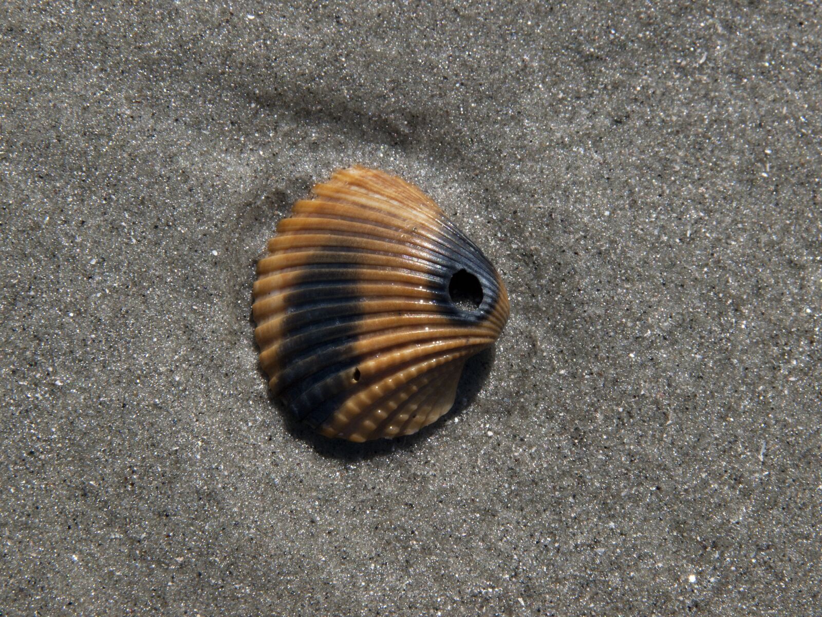 Olympus E-520 (EVOLT E-520) + OLYMPUS 18mm-180mm Lens sample photo. Shell, sand, beach photography