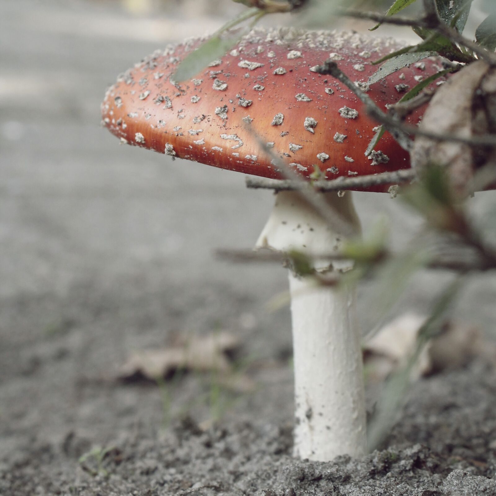 Canon EOS 1100D (EOS Rebel T3 / EOS Kiss X50) sample photo. Amanita, mushroom, poison photography