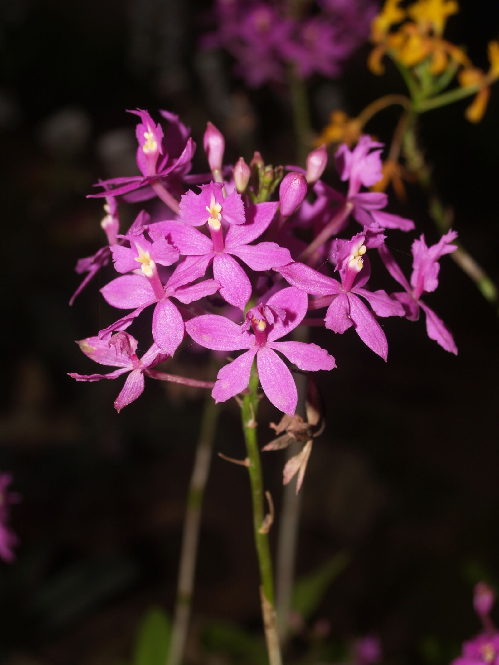 Olympus E-300 (EVOLT E-300) sample photo. Orchid, flower, bright photography