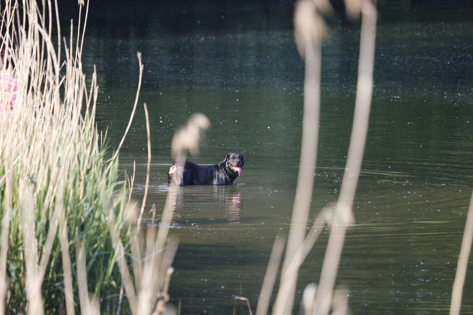 Canon EF 100-400mm F4.5-5.6L IS USM sample photo. Dog, water, nature photography