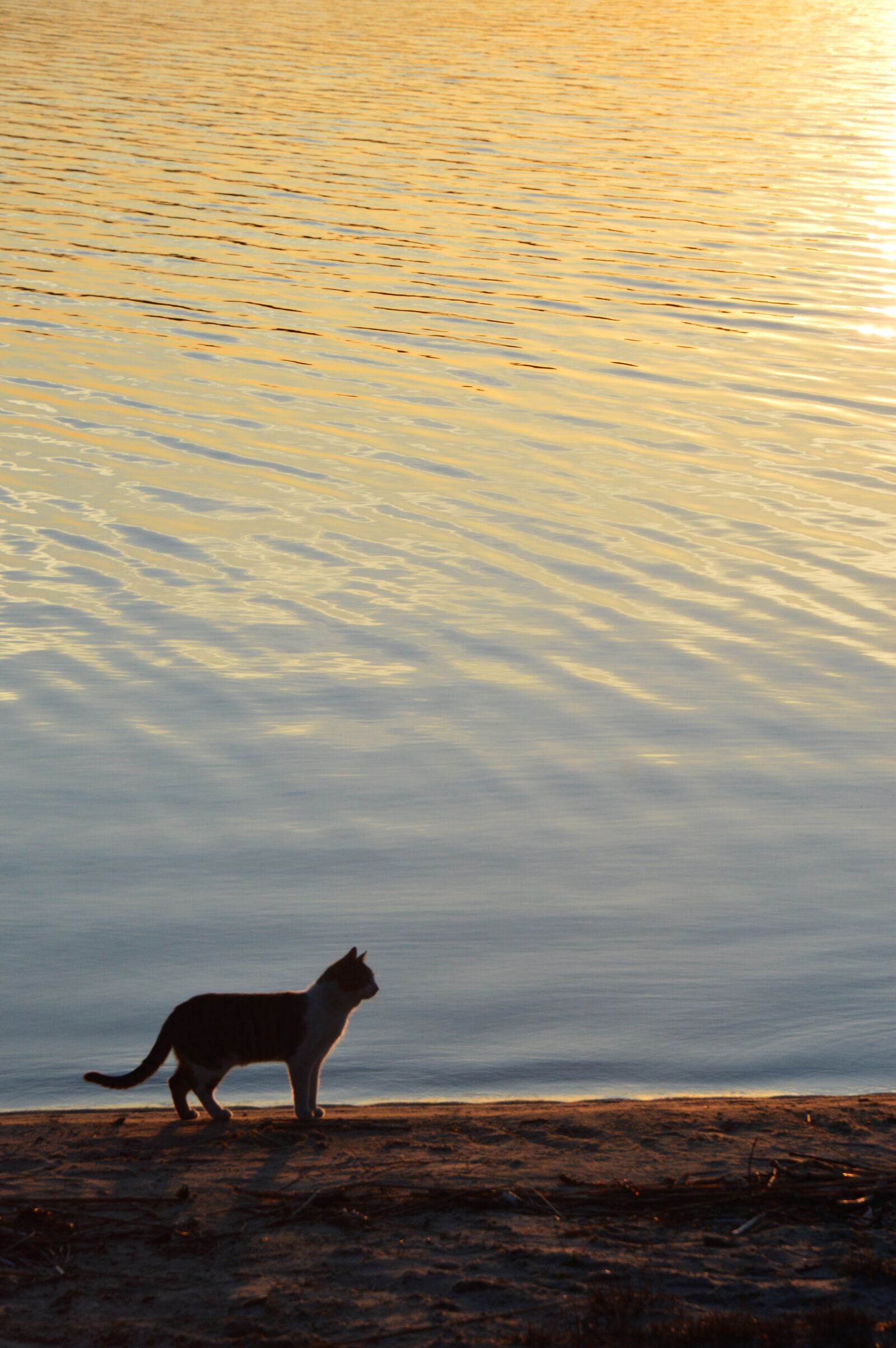 Nikon D3200 sample photo. Cat, water, wallpaper photography