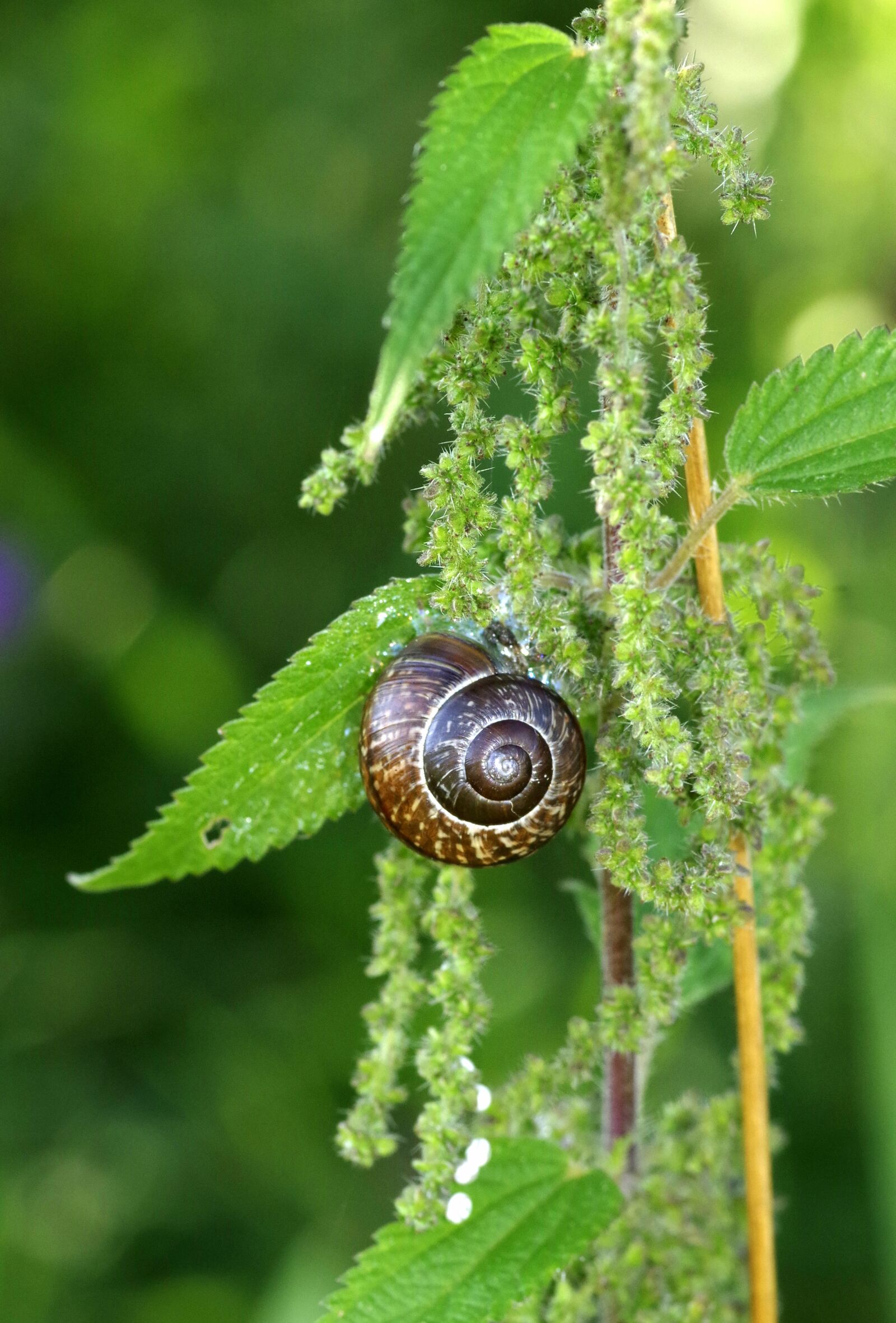 Pentax K-S2 sample photo. Snail, seashell, curved photography