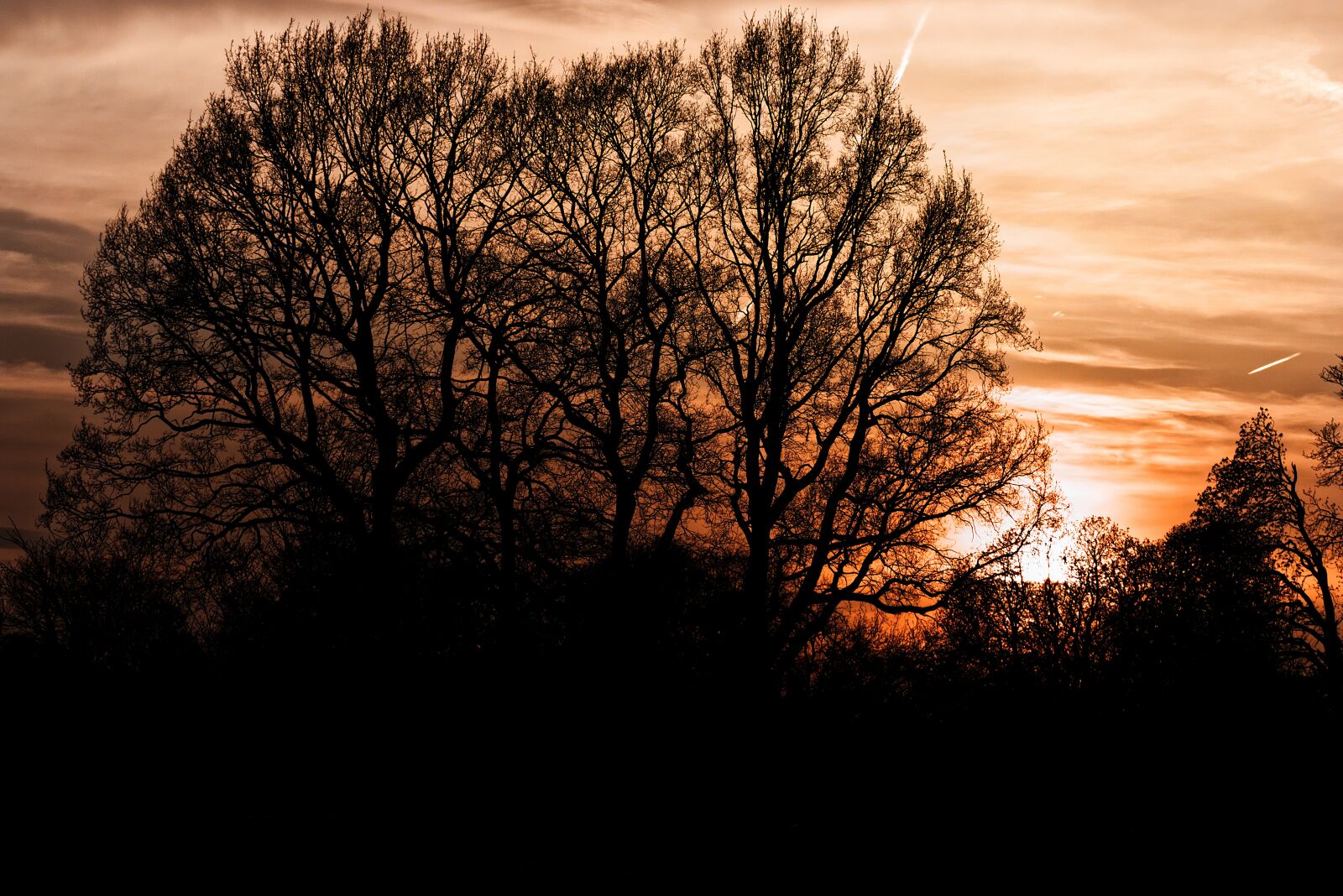 Canon EOS 77D (EOS 9000D / EOS 770D) sample photo. Tree, landscape, nature photography