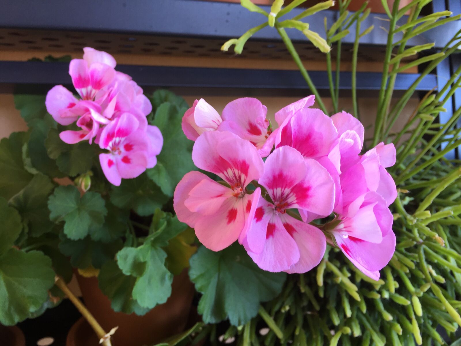 iPhone 6 Plus back camera 4.15mm f/2.2 sample photo. Geraniums, geranium, flowers photography