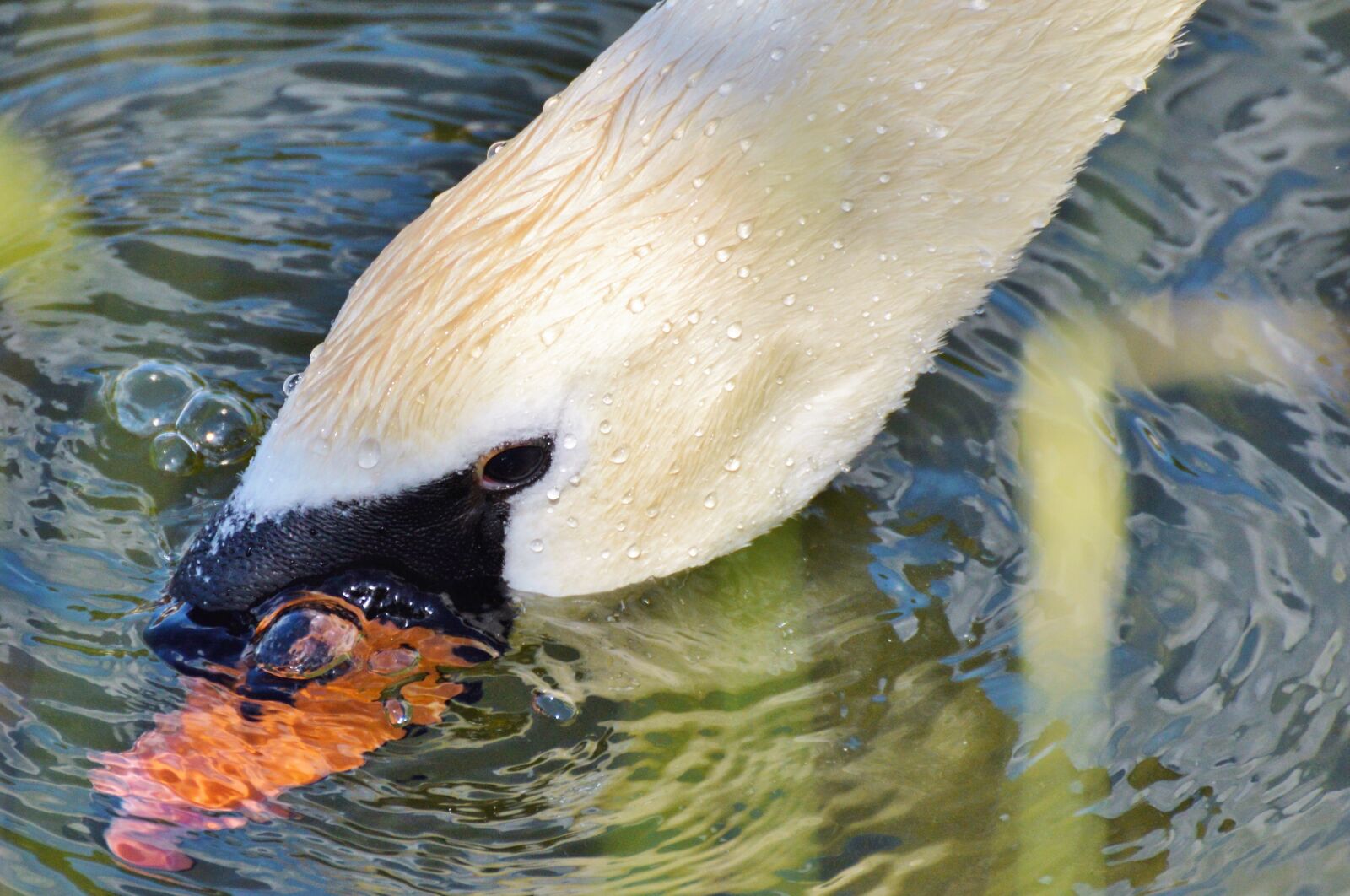 Nikon D3200 sample photo. Swan, swan head, water photography