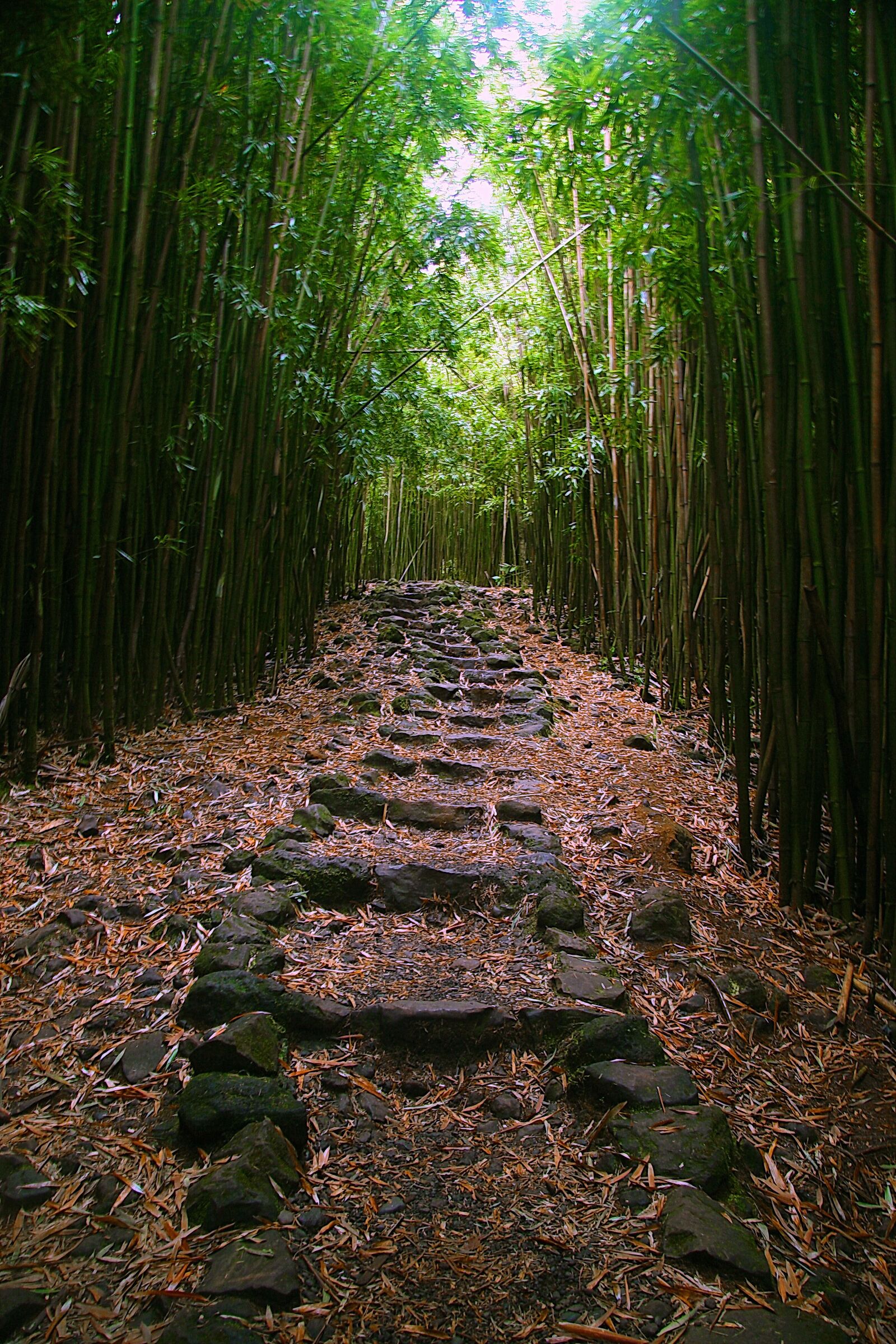 Canon EOS 30D sample photo. Path, bamboo, nature photography