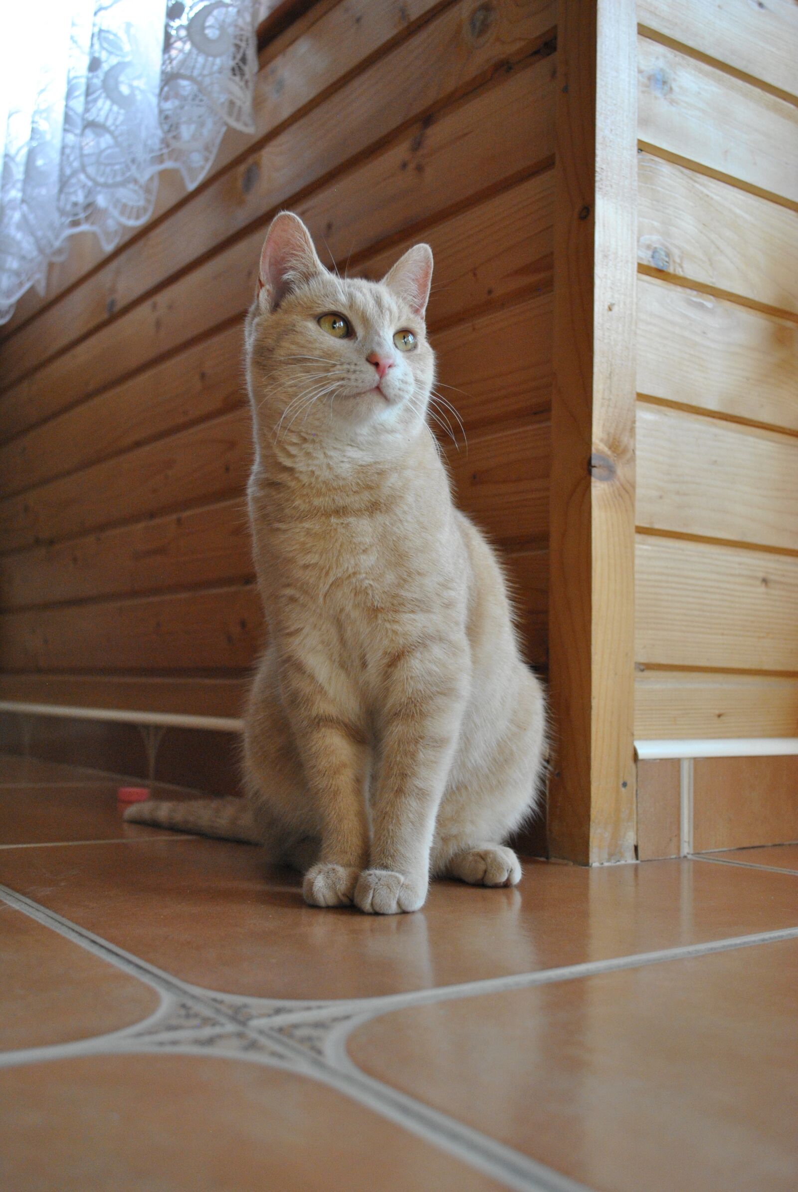 Nikon D3000 sample photo. Kitten, cat, cute photography
