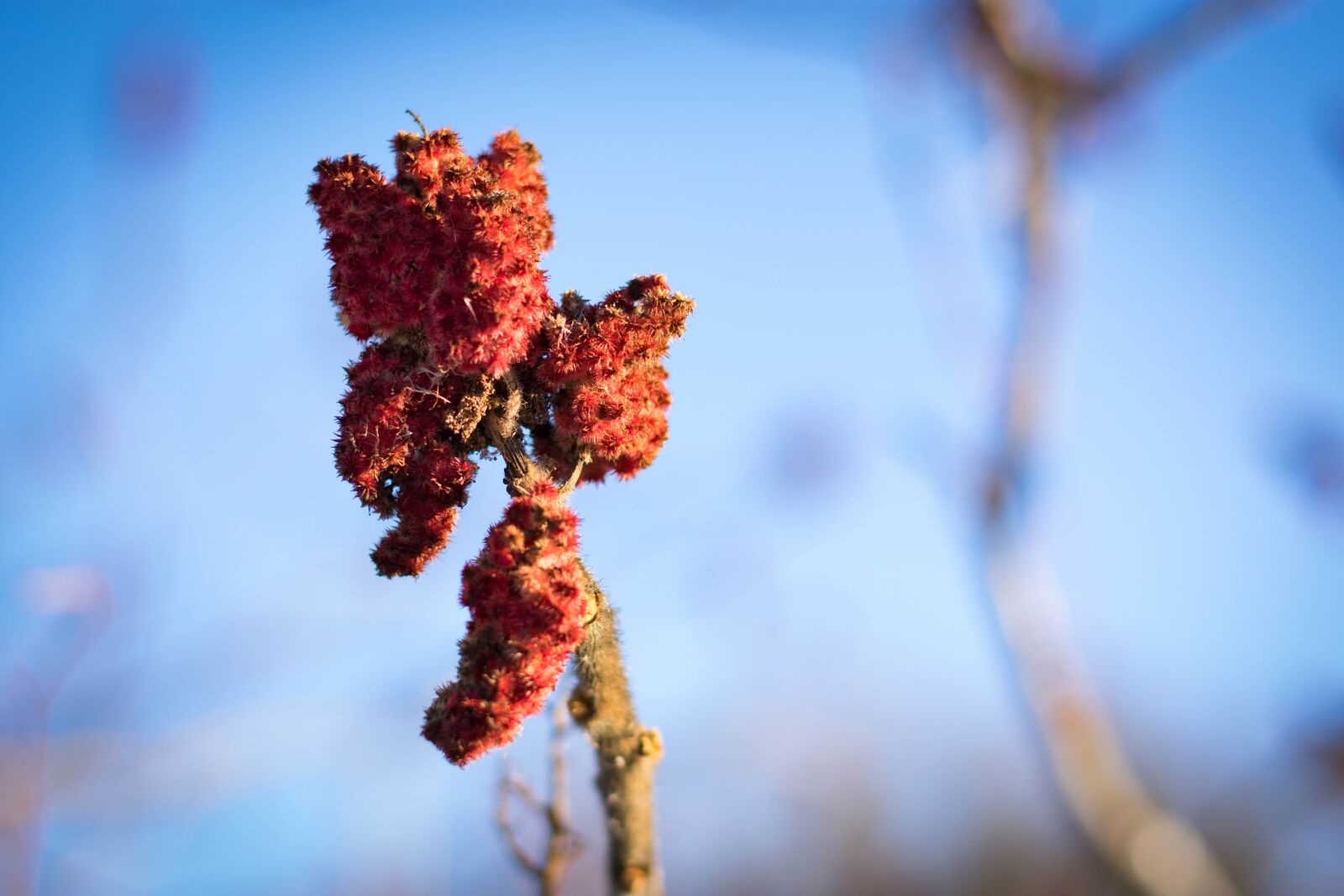 Nikon D3400 sample photo. Flower, winter, nature photography