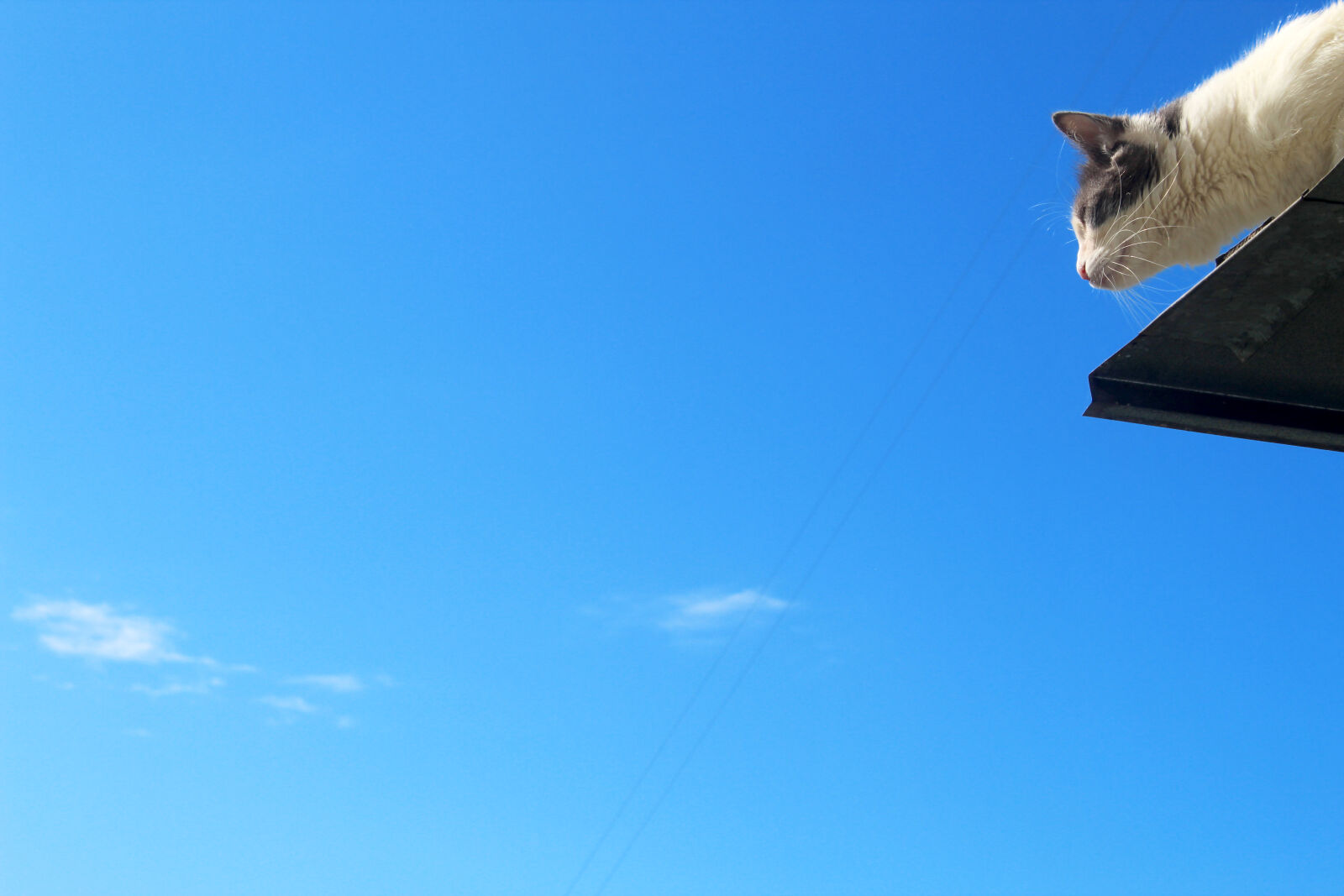 Canon EOS 1300D (EOS Rebel T6 / EOS Kiss X80) sample photo. Animal, background, blue, cat photography