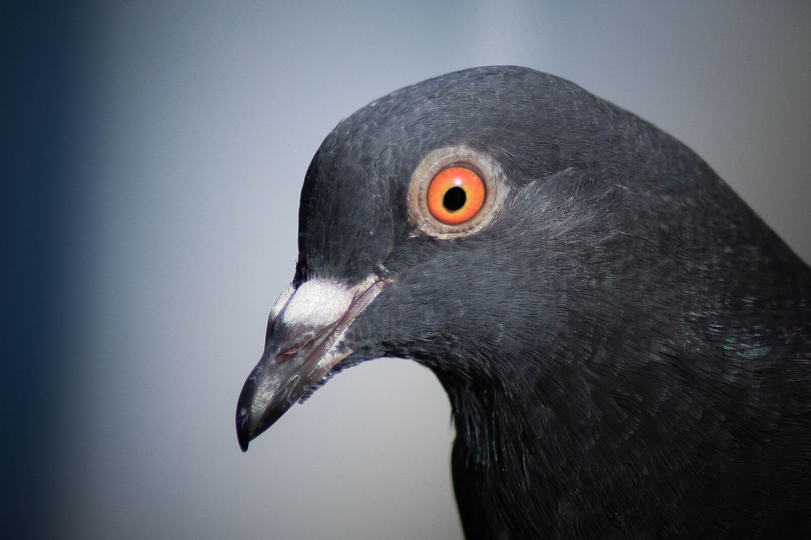 Canon EOS-1D Mark III sample photo. Dove, elbe, hamburg photography