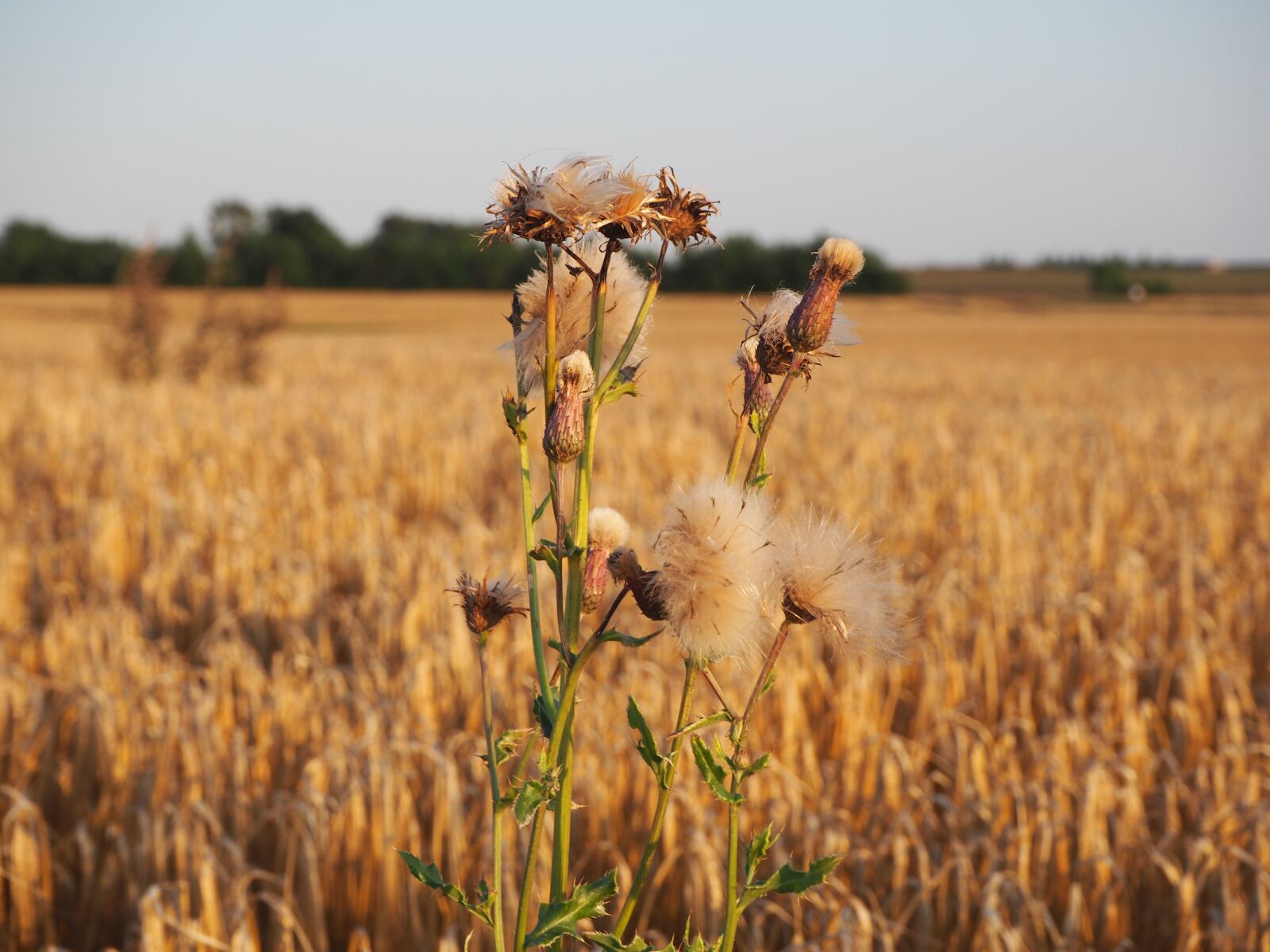 Olympus OM-D E-M10 sample photo. Weeds, barley, barley field photography