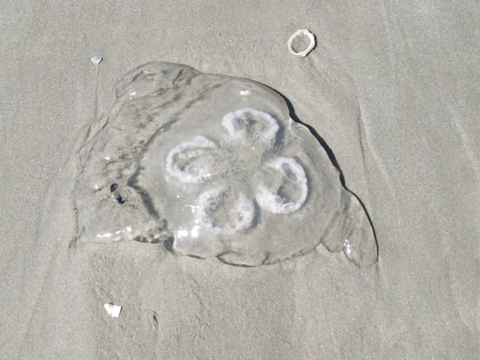 Olympus E-520 (EVOLT E-520) + OLYMPUS 18mm-180mm Lens sample photo. Jellyfish, beach, ocean photography