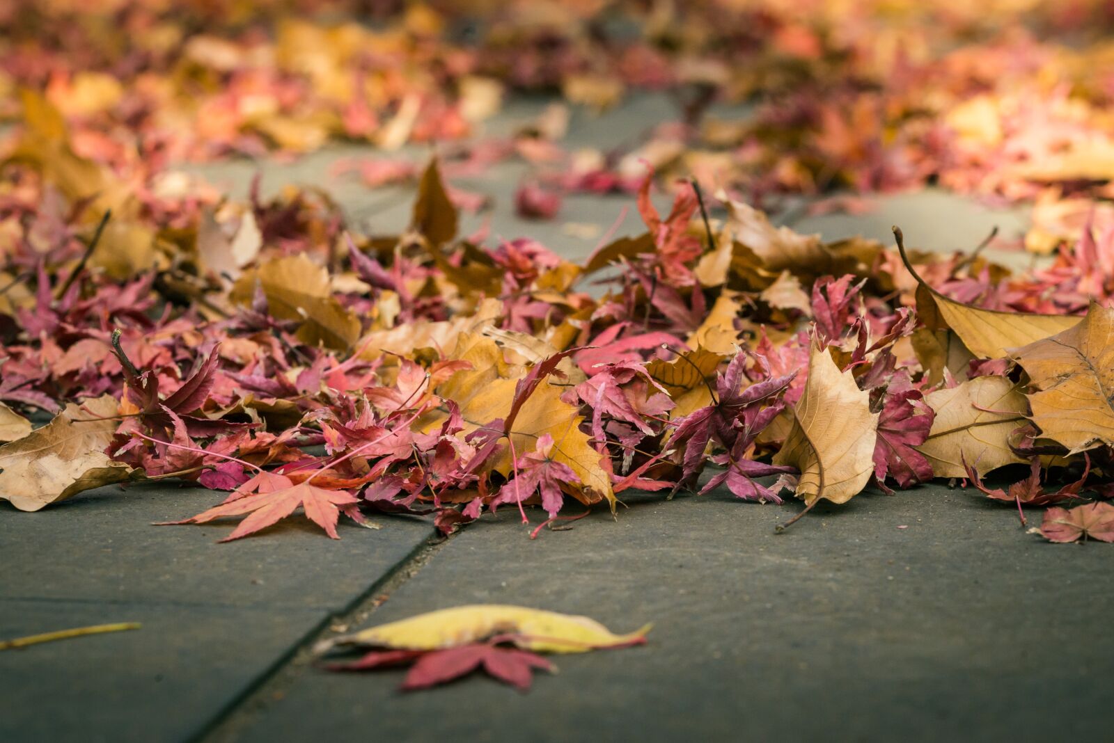 Nikon D610 sample photo. Autumn, foliage, nature photography
