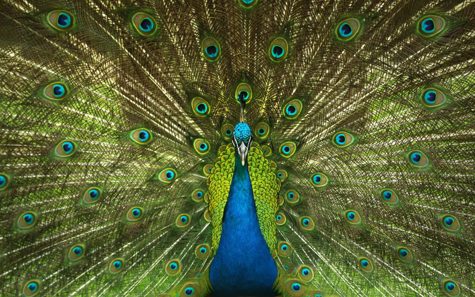 Canon EOS 6D + Canon EF 24-105mm F4L IS USM sample photo. Peacock, feathers, bird photography
