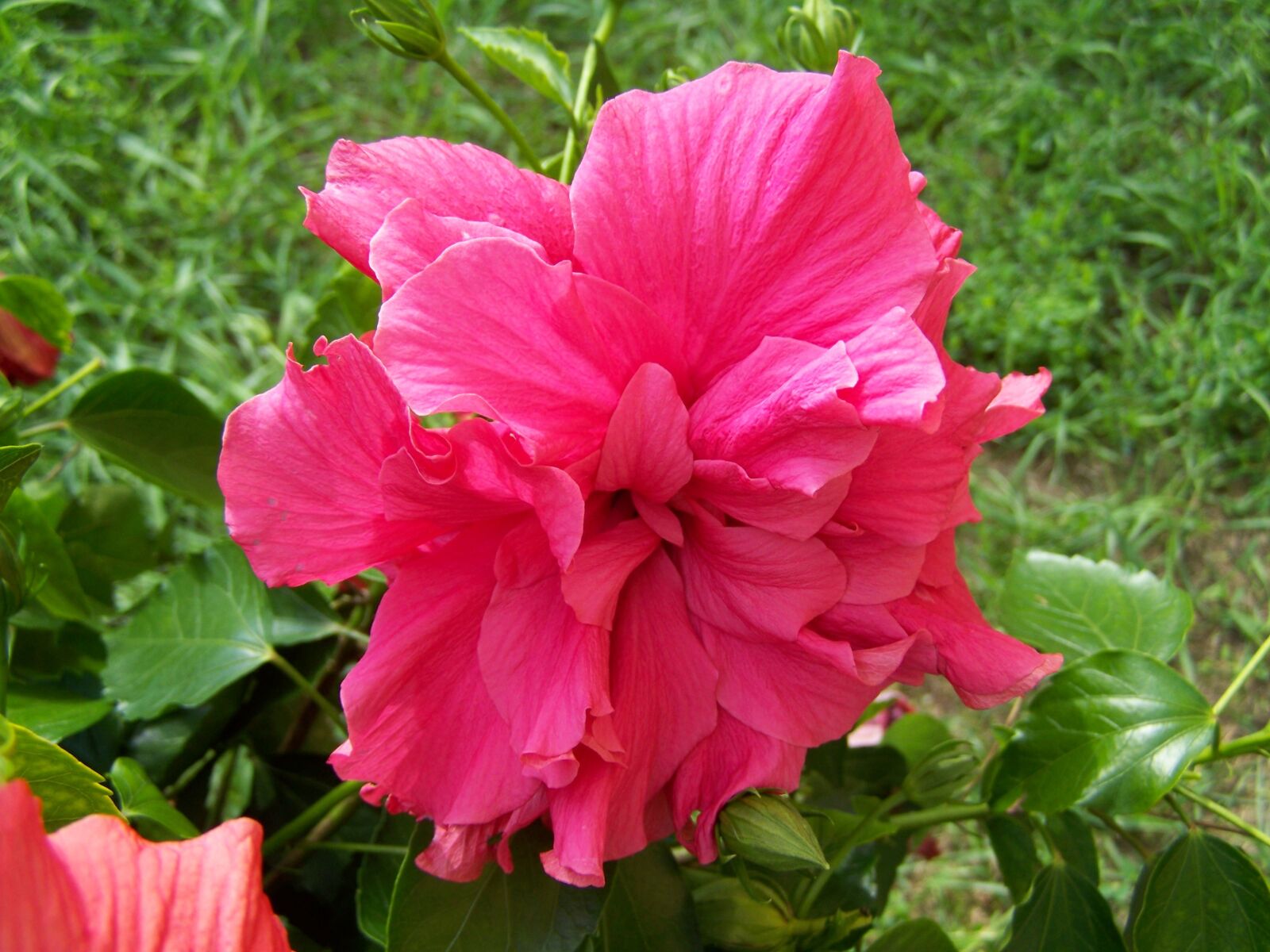 Kodak EASYSHARE ZD710 ZOOM DIGITAL CAMERA sample photo. Hollyhock, hibiscus, exotic photography