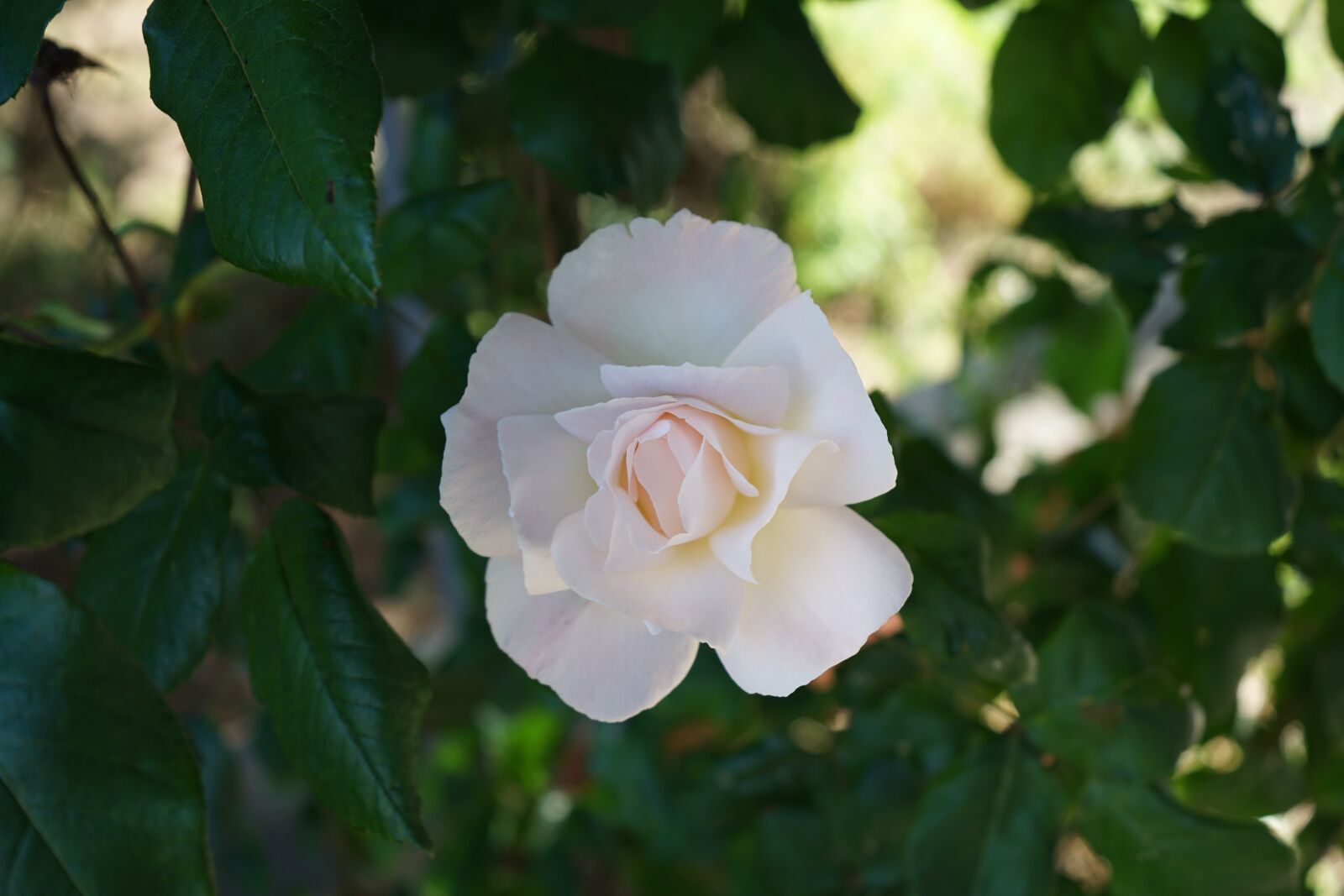 Sony a7 II + Sony FE 28-70mm F3.5-5.6 OSS sample photo. Plant, flower, flora photography