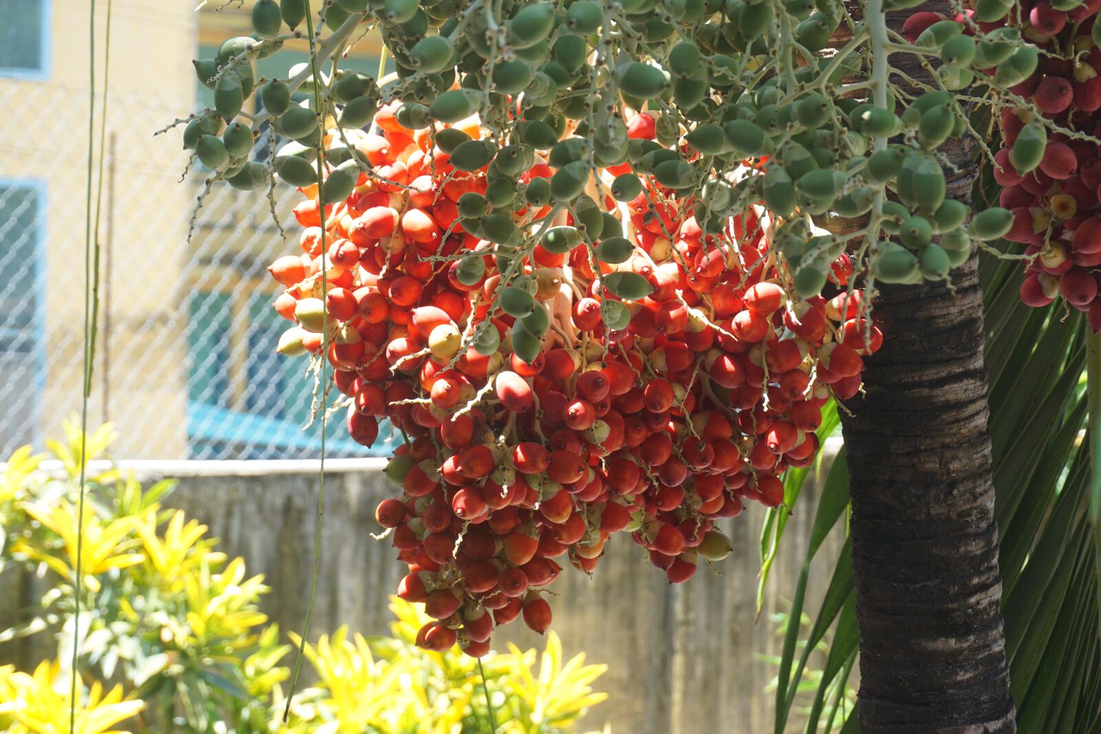 Sony a6000 sample photo. Areca palm, red, tree photography