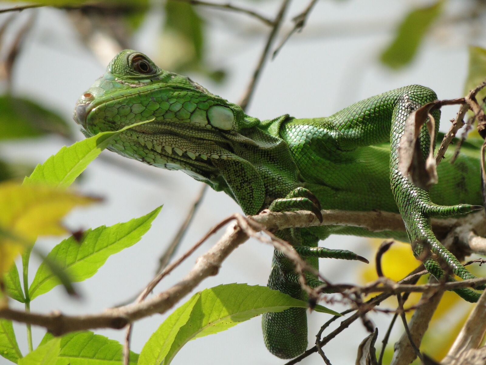 Sony Cyber-shot DSC-HX1 sample photo. Animal, reptile, iguana photography