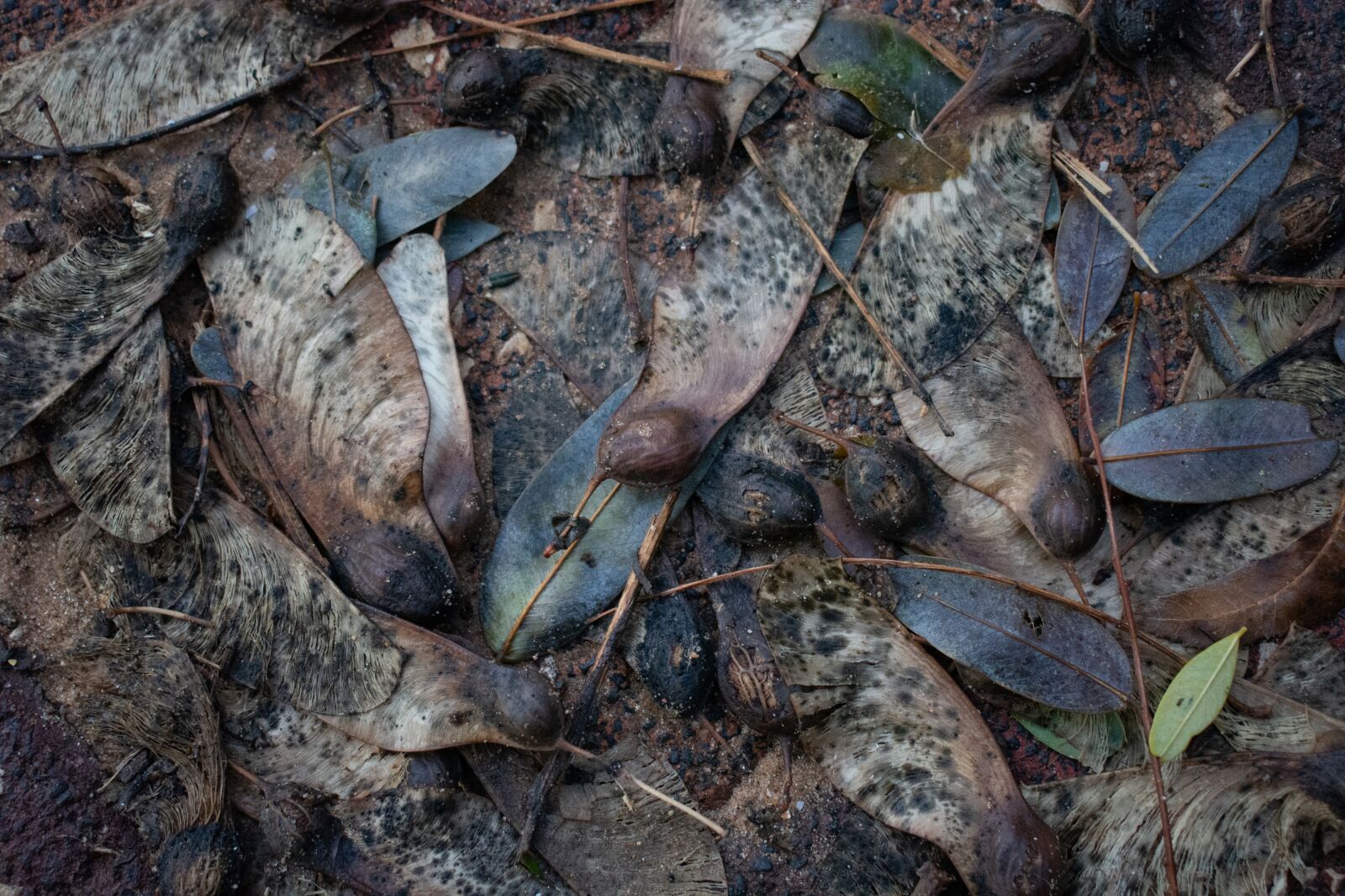 Nikon D7200 sample photo. Autumn, fallen leaves, after photography