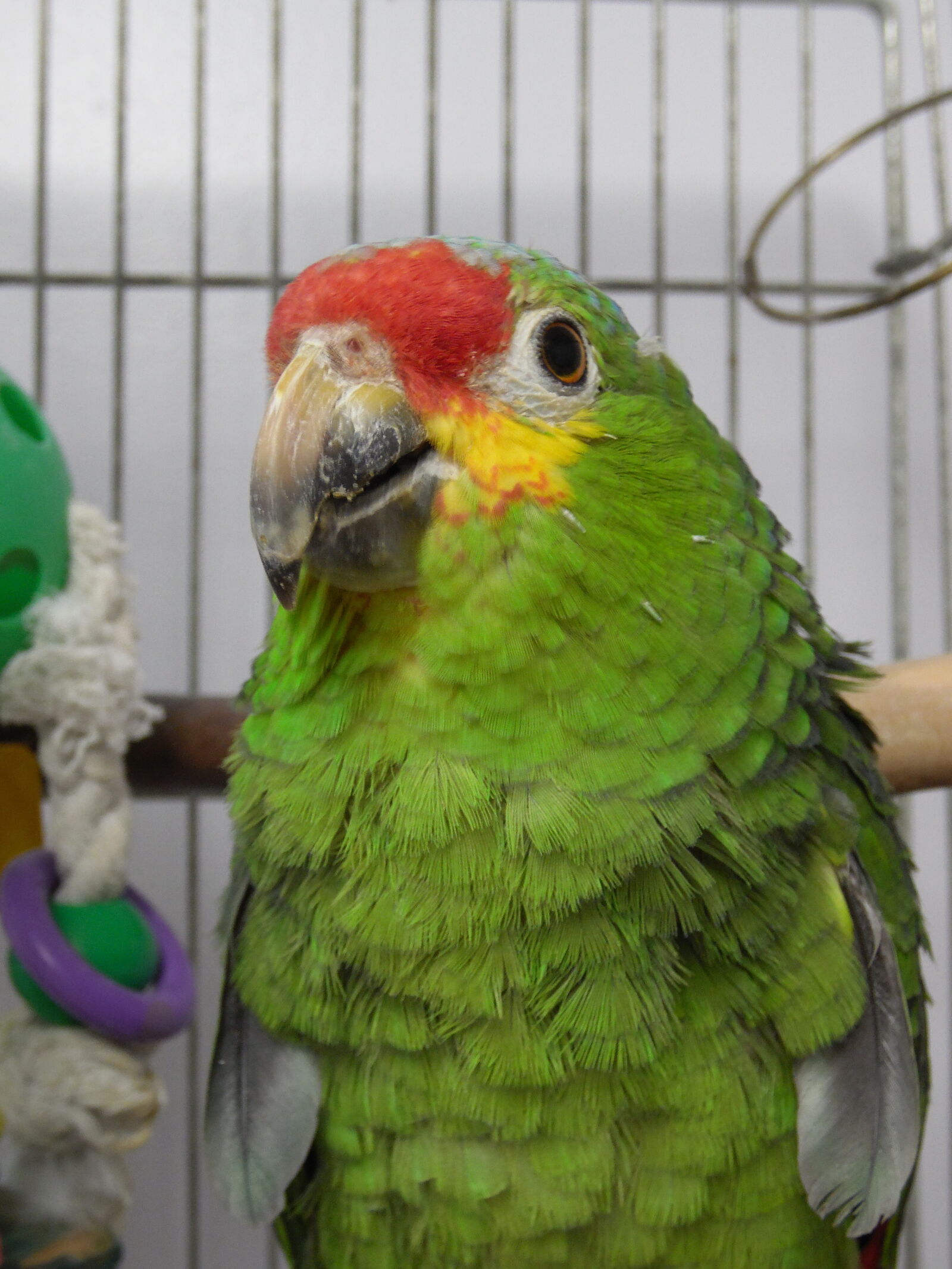 Samsung WB2200F sample photo. Amazon, bird, parrot, red photography