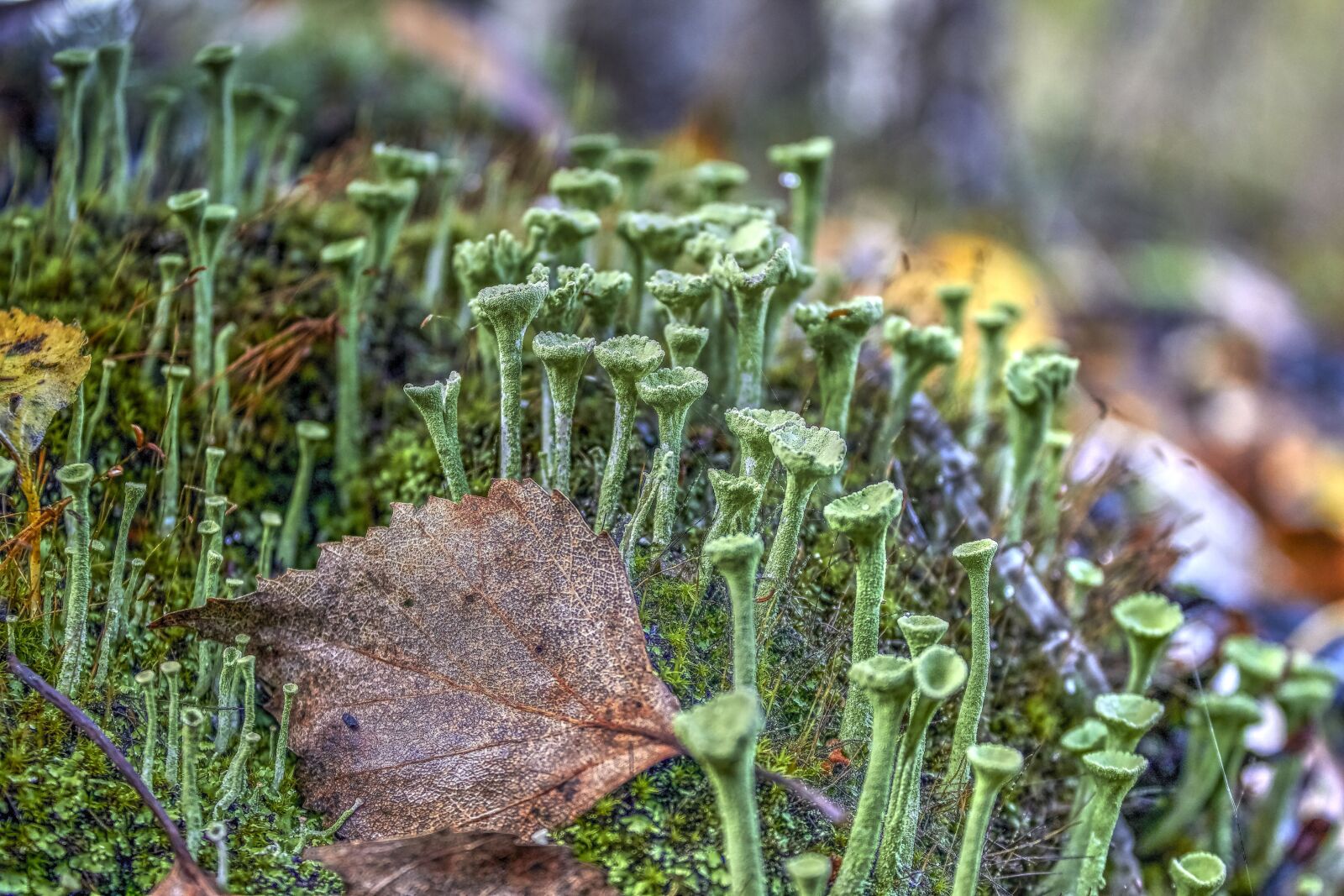 Canon EOS 600D (Rebel EOS T3i / EOS Kiss X5) sample photo. Moss, plants, autumn photography