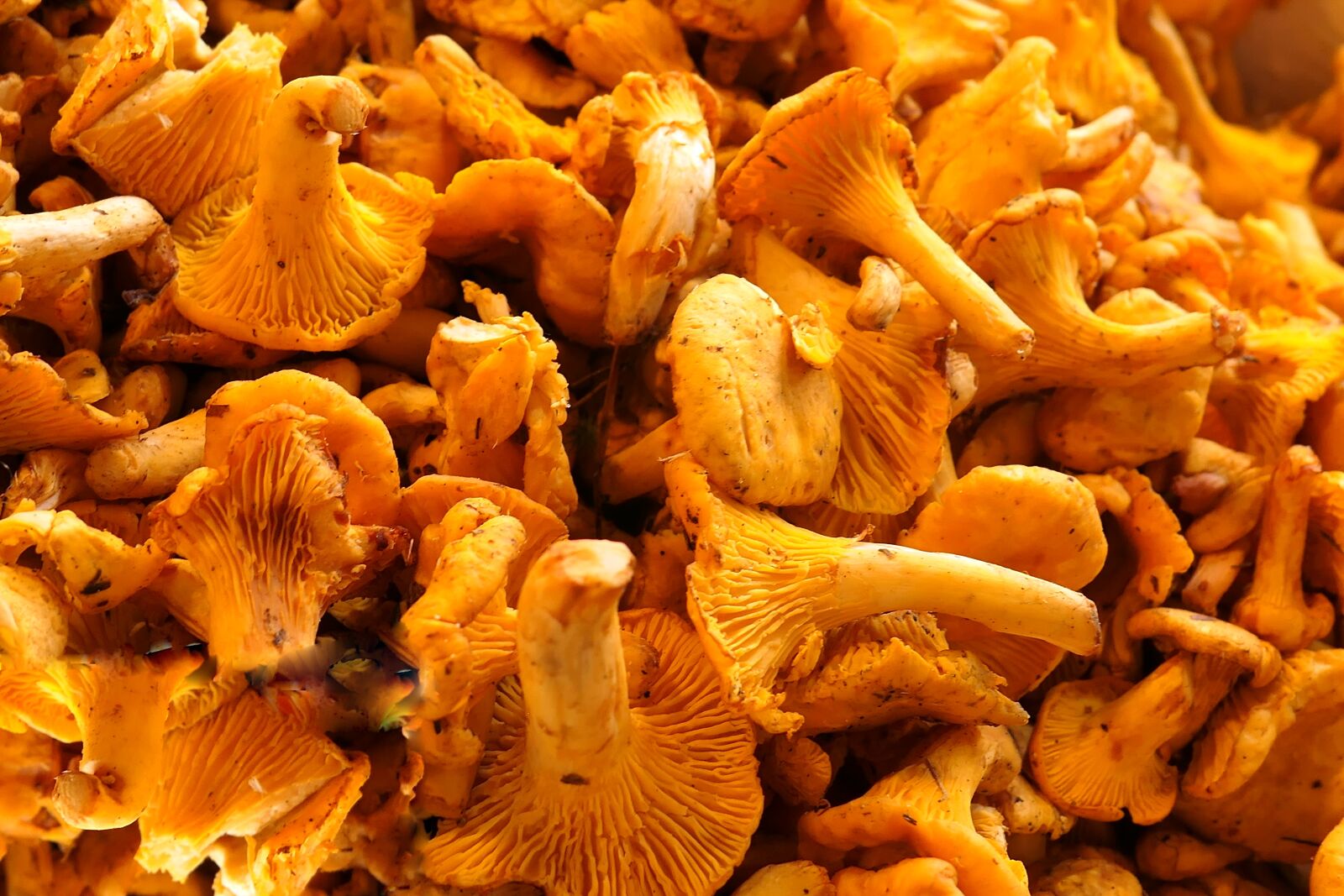 Panasonic Lumix DMC-LX10 (Lumix DMC-LX15) sample photo. Mushrooms, chanterelles, edible photography