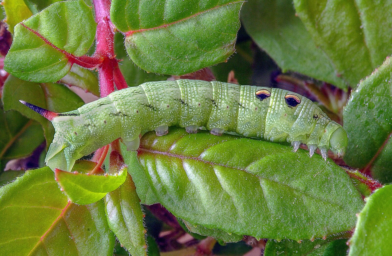 Canon EOS 350D (EOS Digital Rebel XT / EOS Kiss Digital N) sample photo. Caterpillar, larva, moth photography
