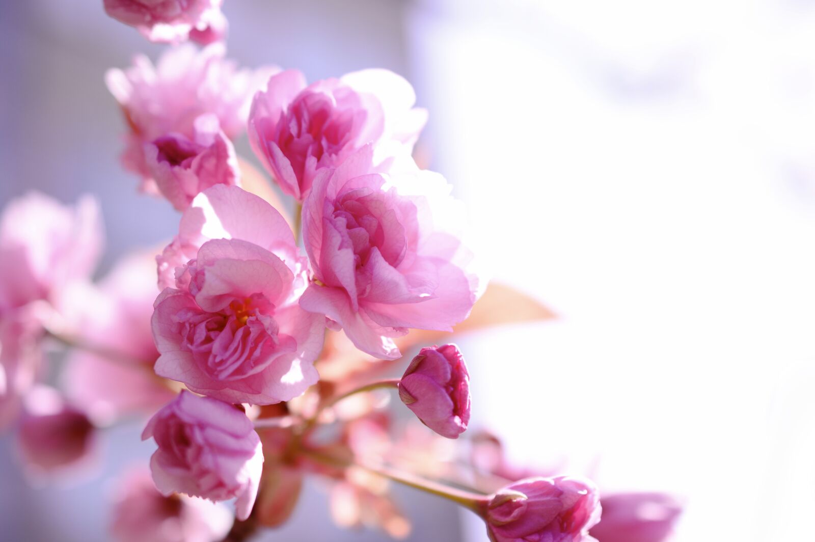 Nikon D3200 sample photo. Japanese carnation cherry, japanese photography