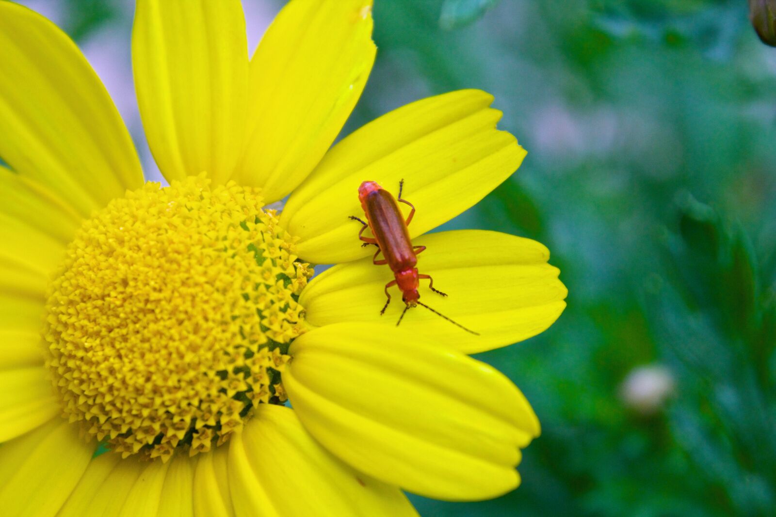 Canon EOS 600D (Rebel EOS T3i / EOS Kiss X5) sample photo. Flower, insect, summer photography