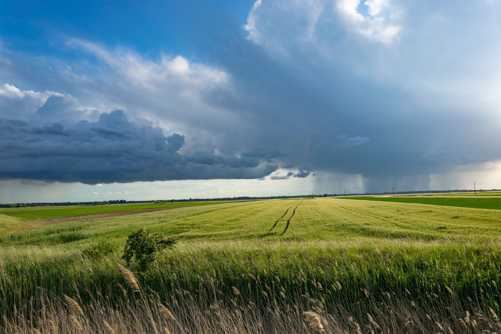 Nikon D3300 sample photo. Storm, cornfield, clouds photography