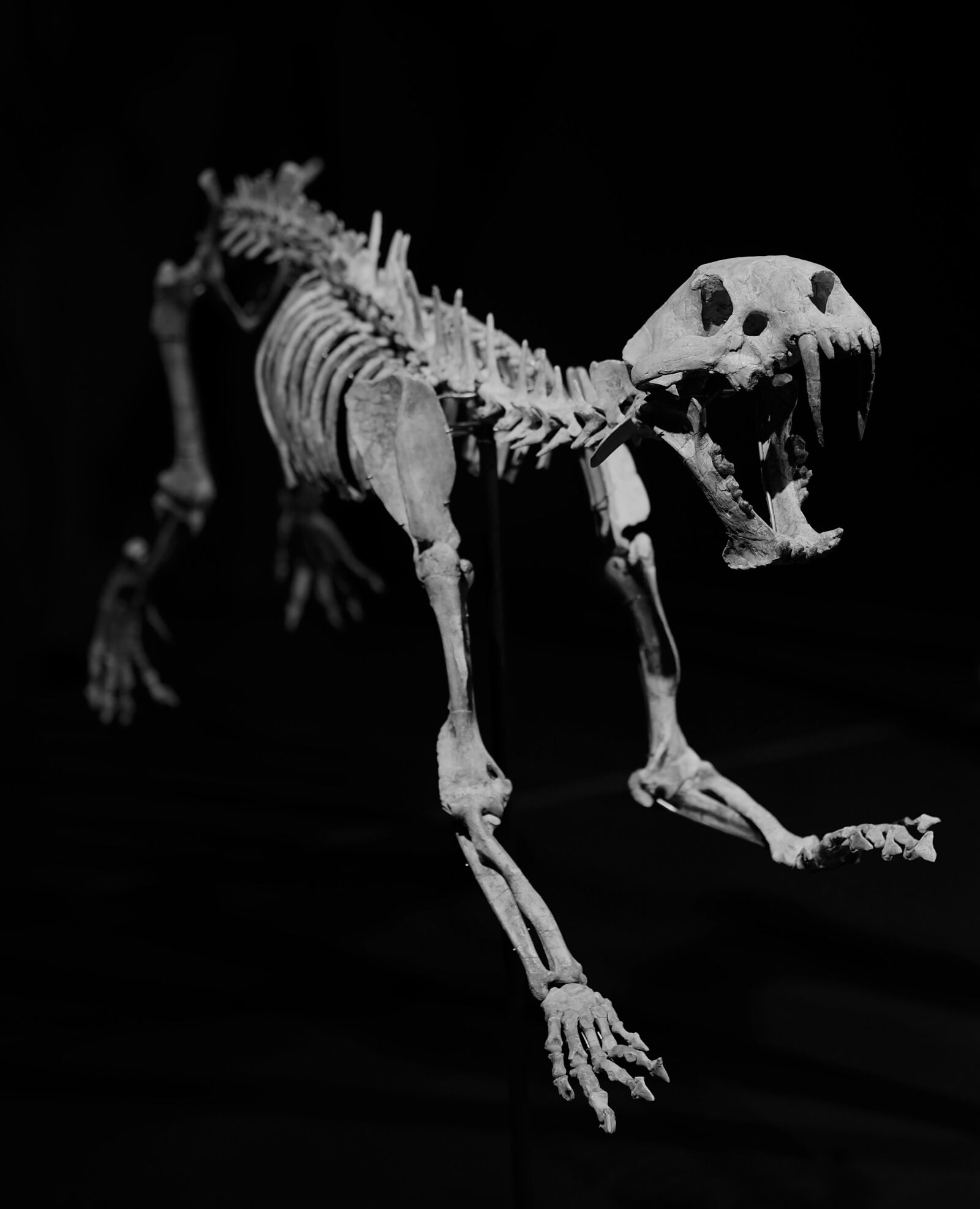 Olympus OM-D E-M10 II + Olympus M.Zuiko Digital 45mm F1.8 sample photo. Skeleton, fossil, sabre teeth photography
