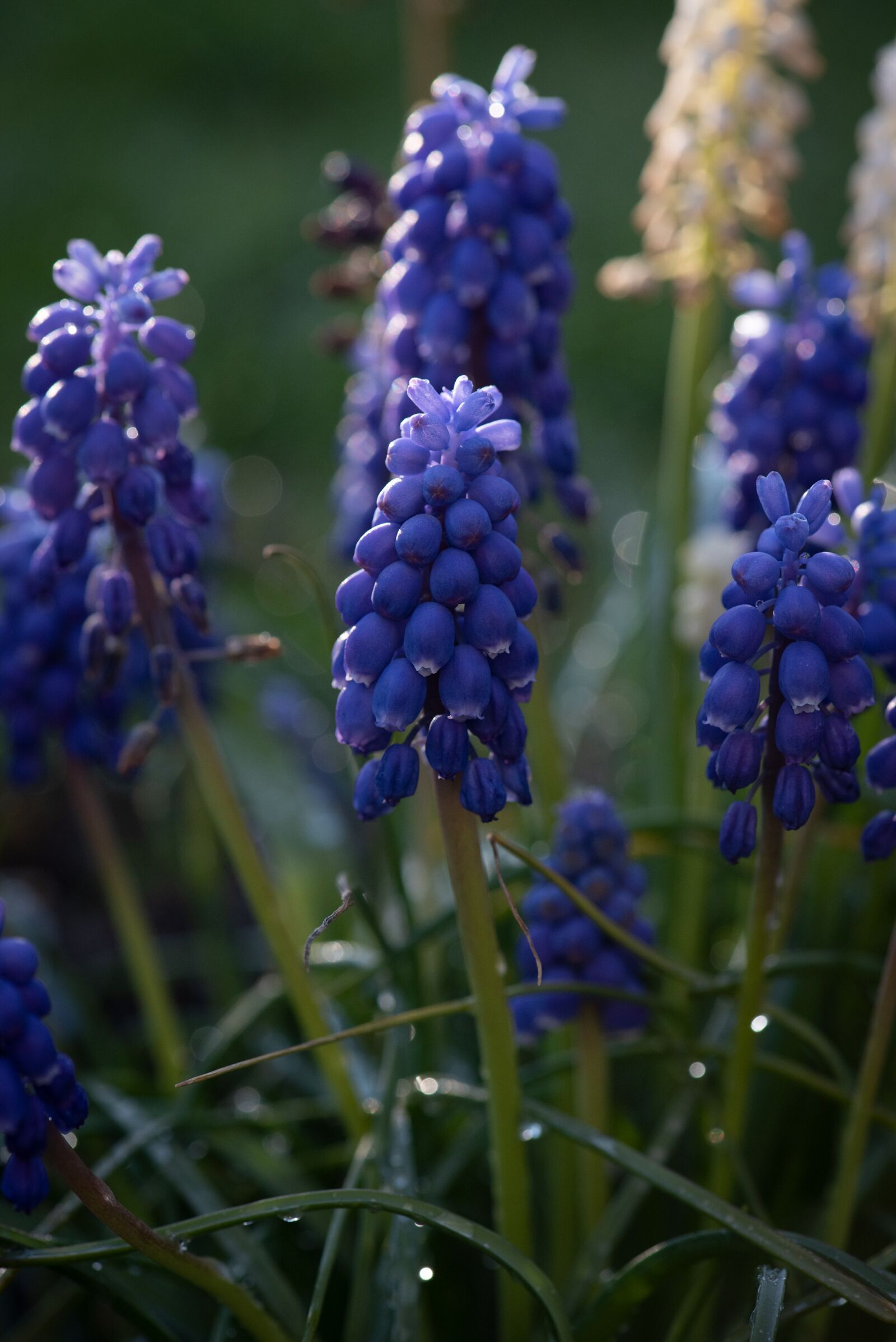 Nikon D750 sample photo. Grape hyacinth, blue, flowers photography