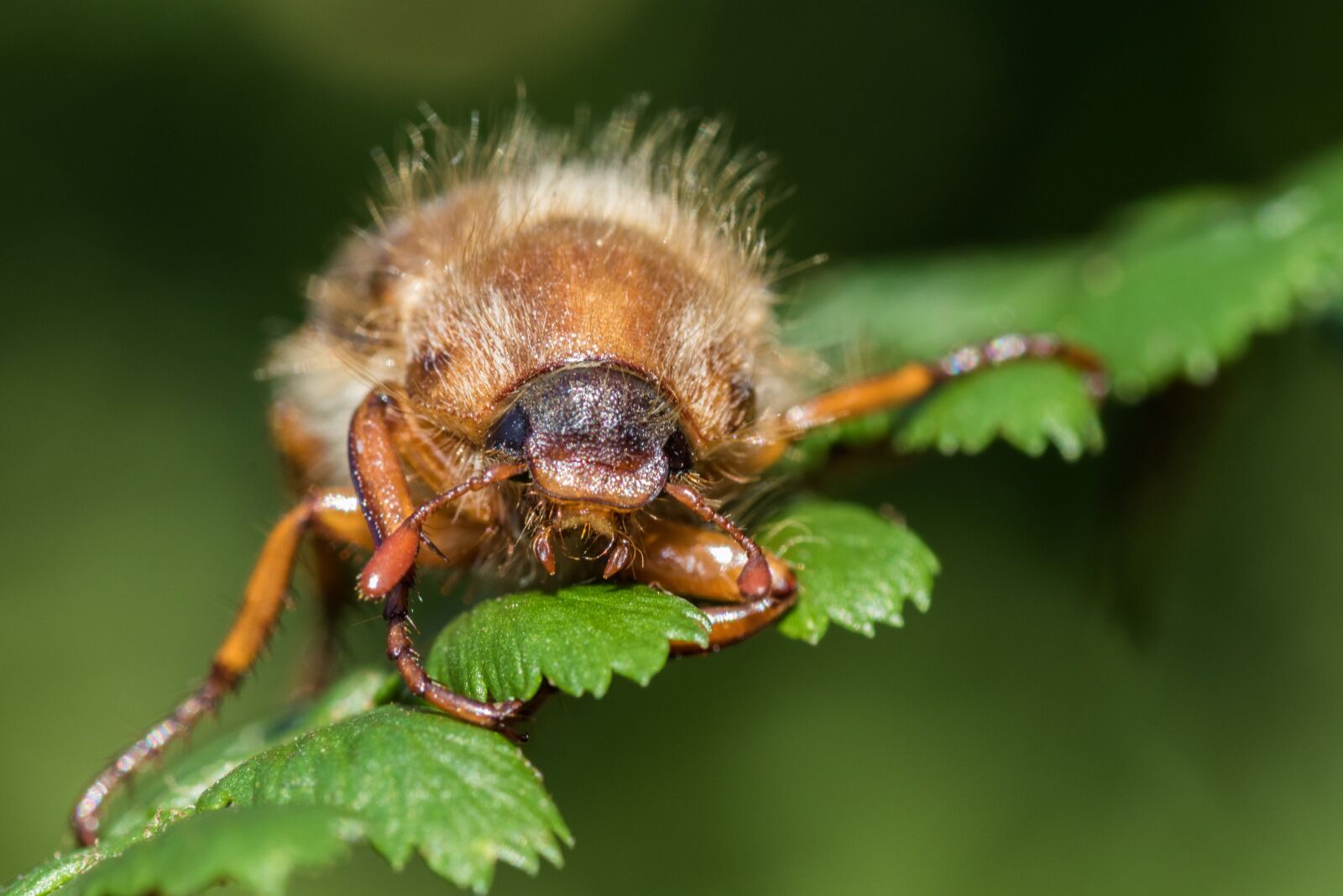 Canon EOS 7D Mark II sample photo. Chafer, maikäfer, krabbeltier photography