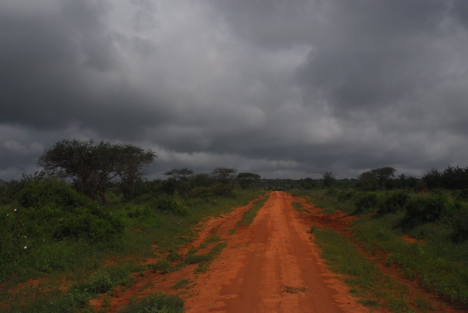 Nikon D200 sample photo. Tsavo, kenya, africa photography