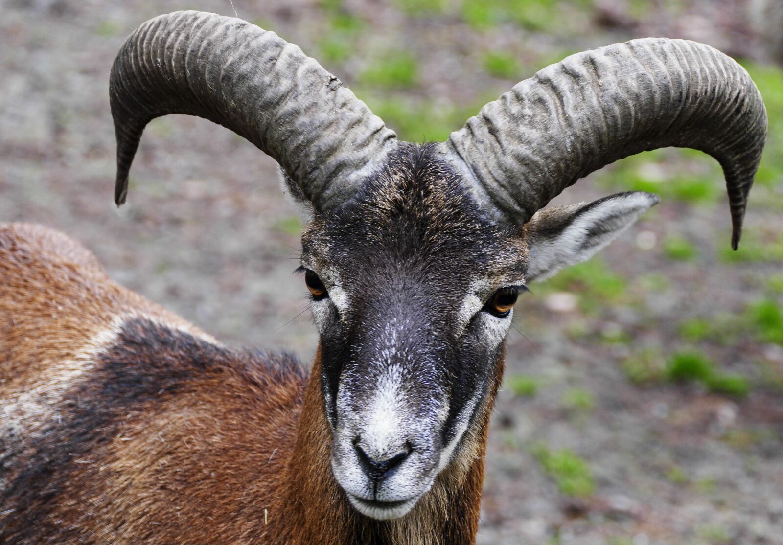 Panasonic Lumix DMC-FZ1000 sample photo. Aries, mouflon, horns photography