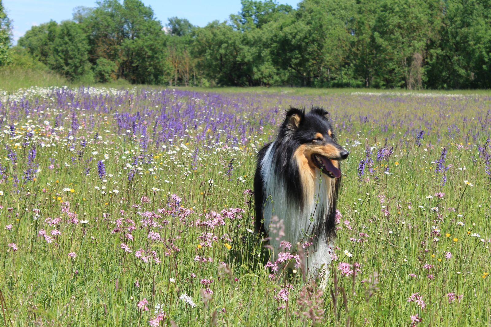 Canon EOS 1100D (EOS Rebel T3 / EOS Kiss X50) sample photo. Collie, flower meadow, summer photography