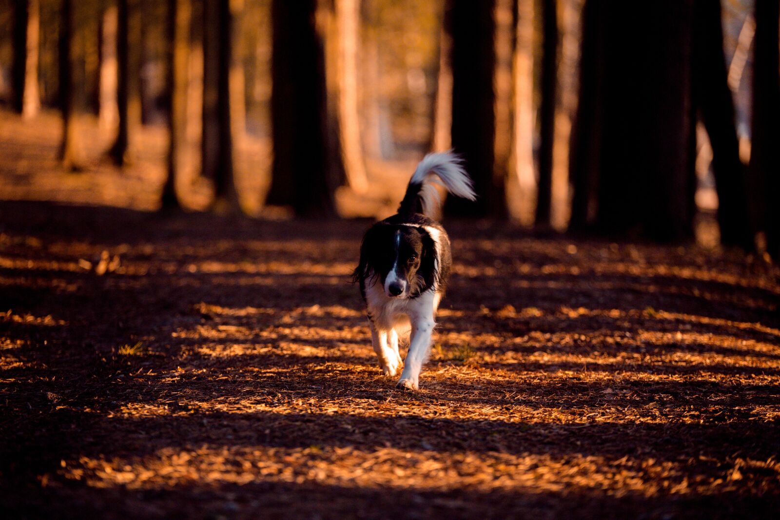 Canon EOS 6D sample photo. Dog, nature, walk photography